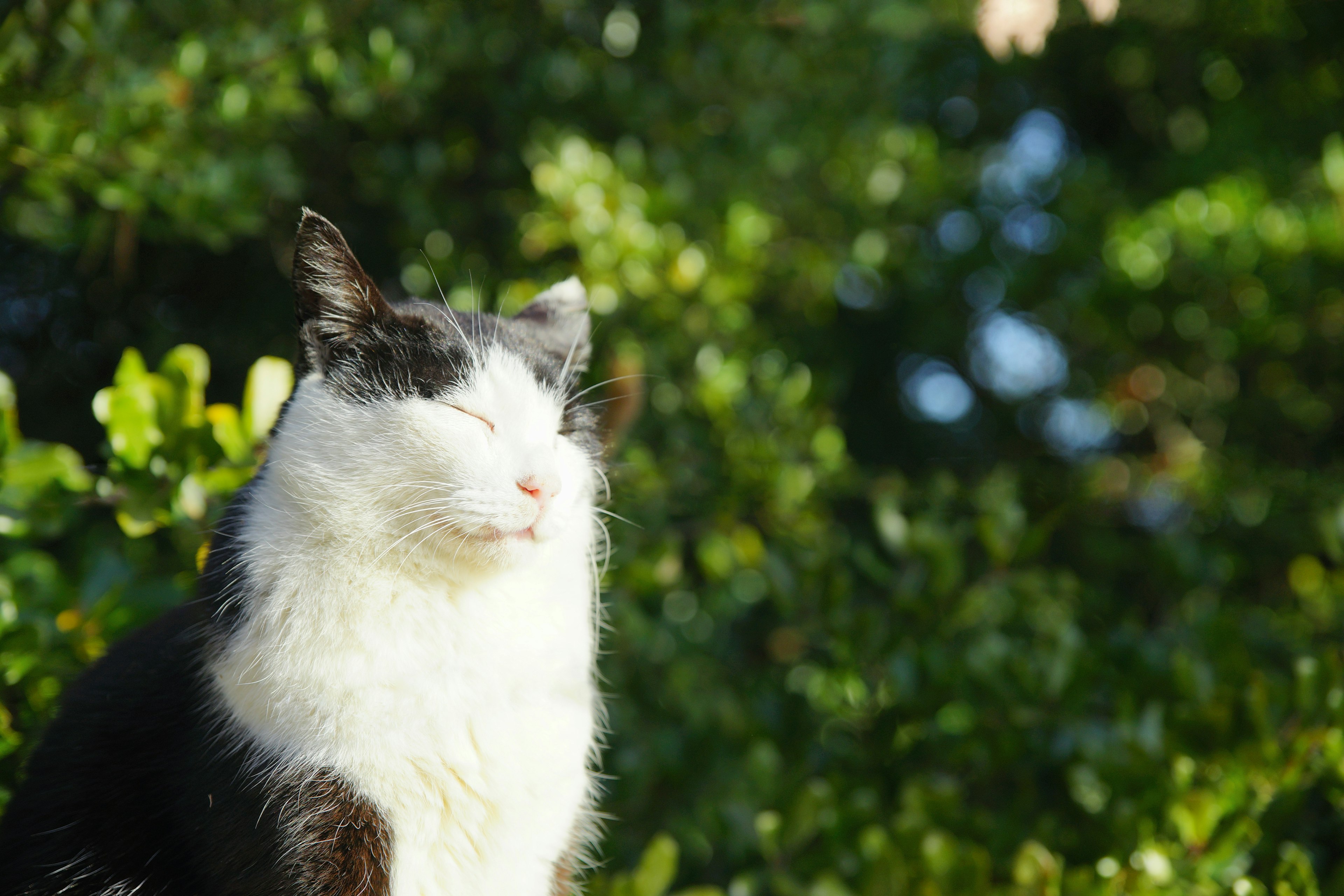 Kucing hitam dan putih berjemur di bawah sinar matahari dengan latar belakang dedaunan hijau