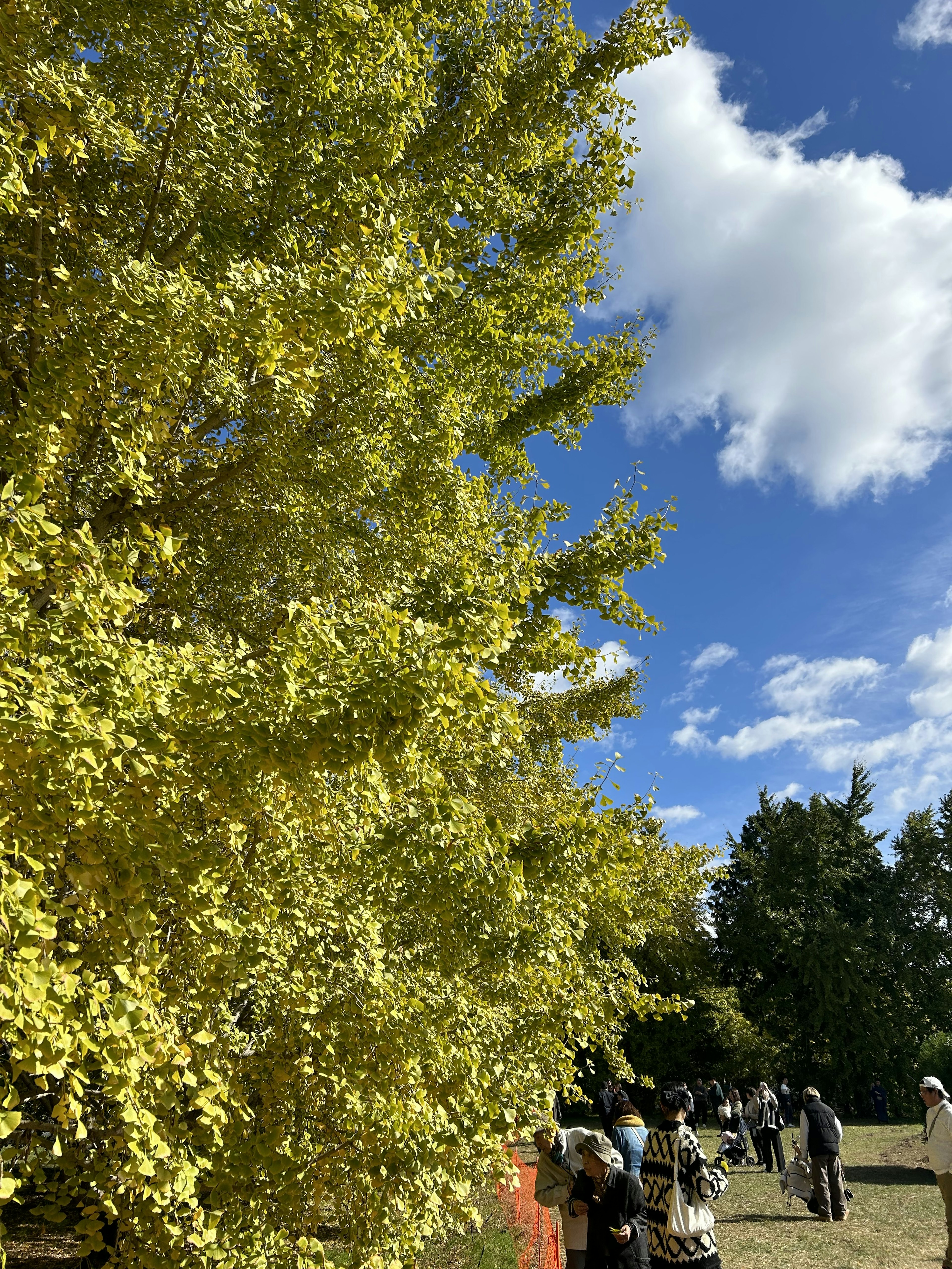 Des gens rassemblés sous un arbre aux feuilles jaunes sous un ciel bleu