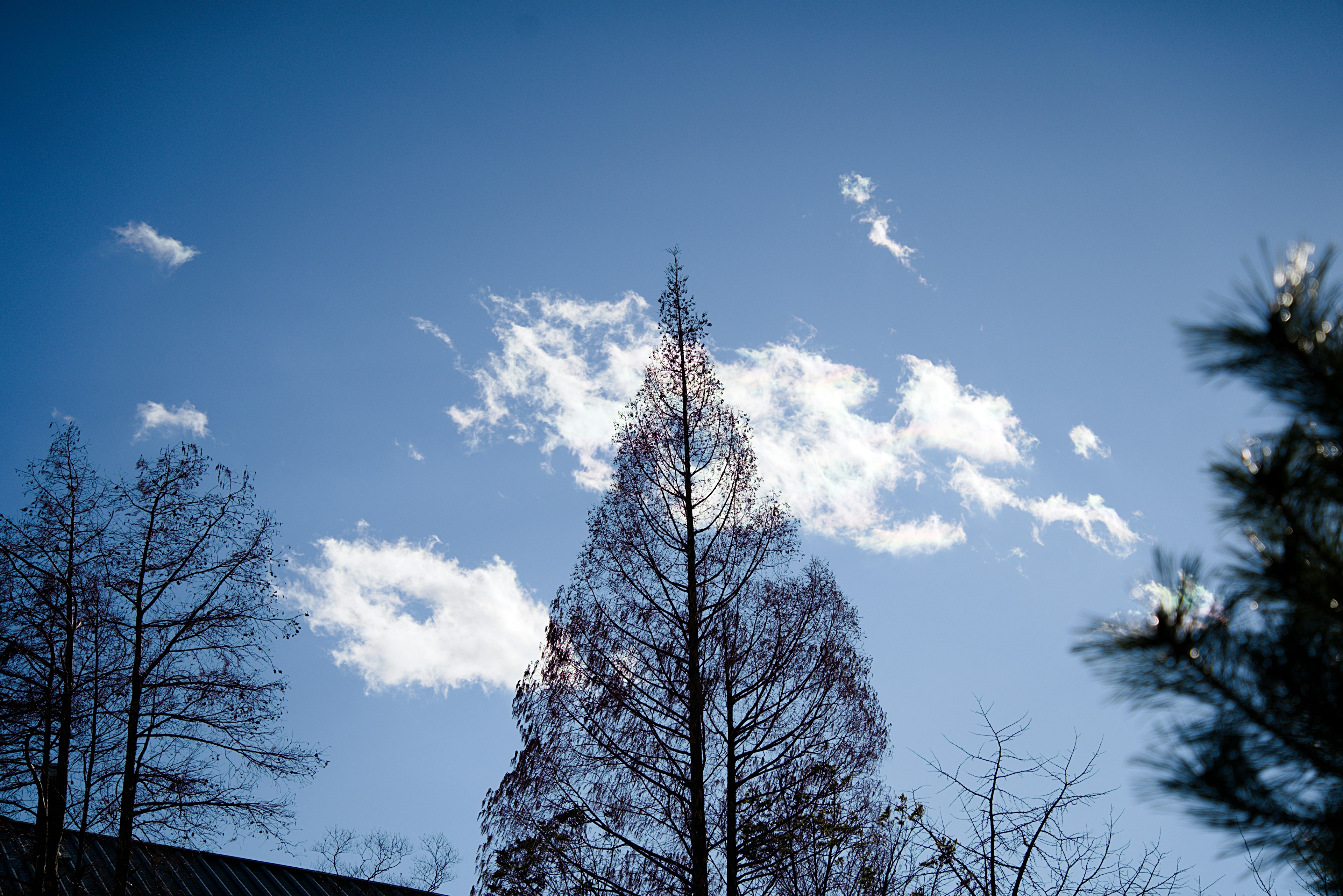 Silhouette d'arbres sous un ciel bleu avec des nuages