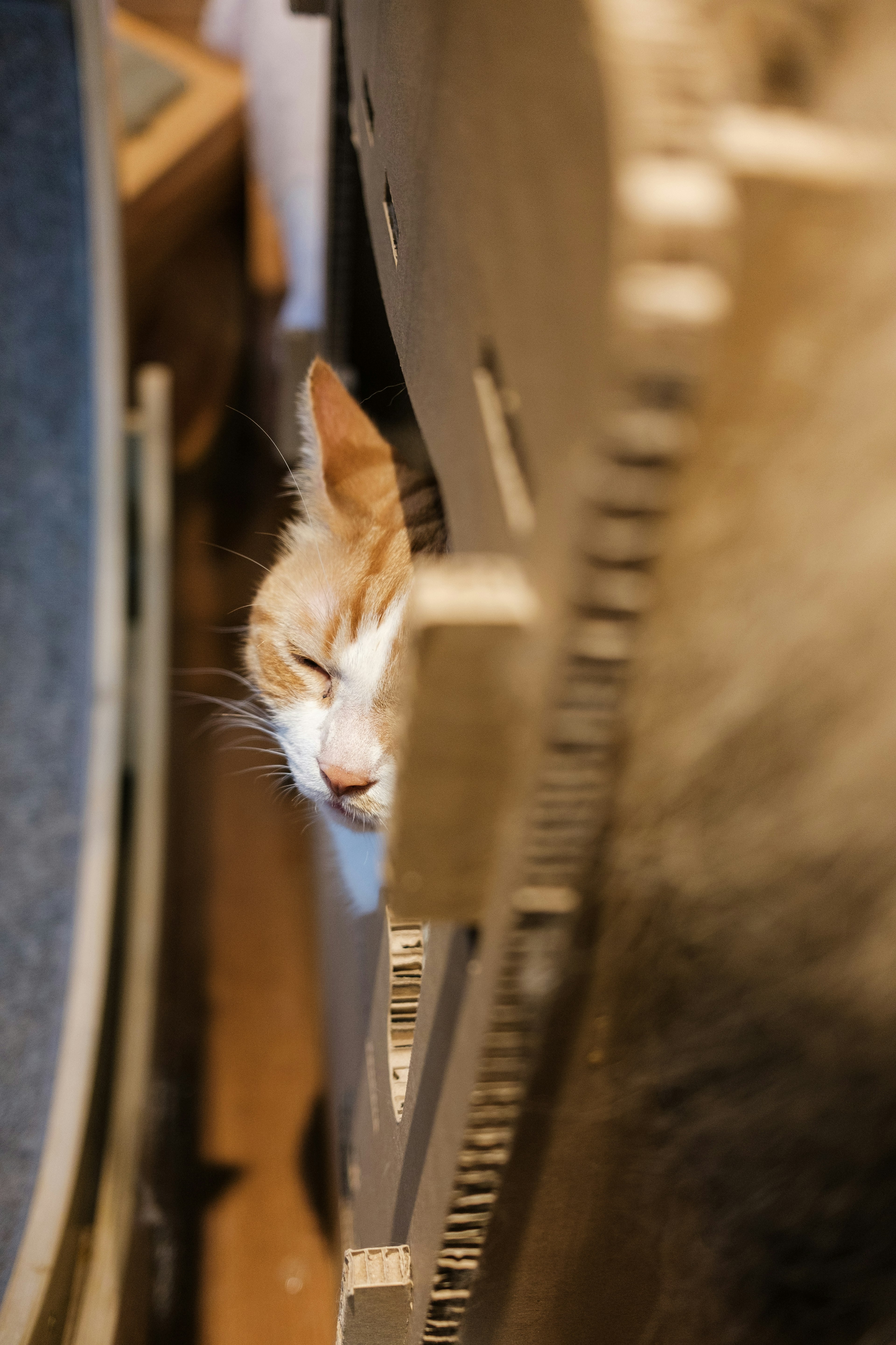 Un gato asomándose por un espacio entre muebles