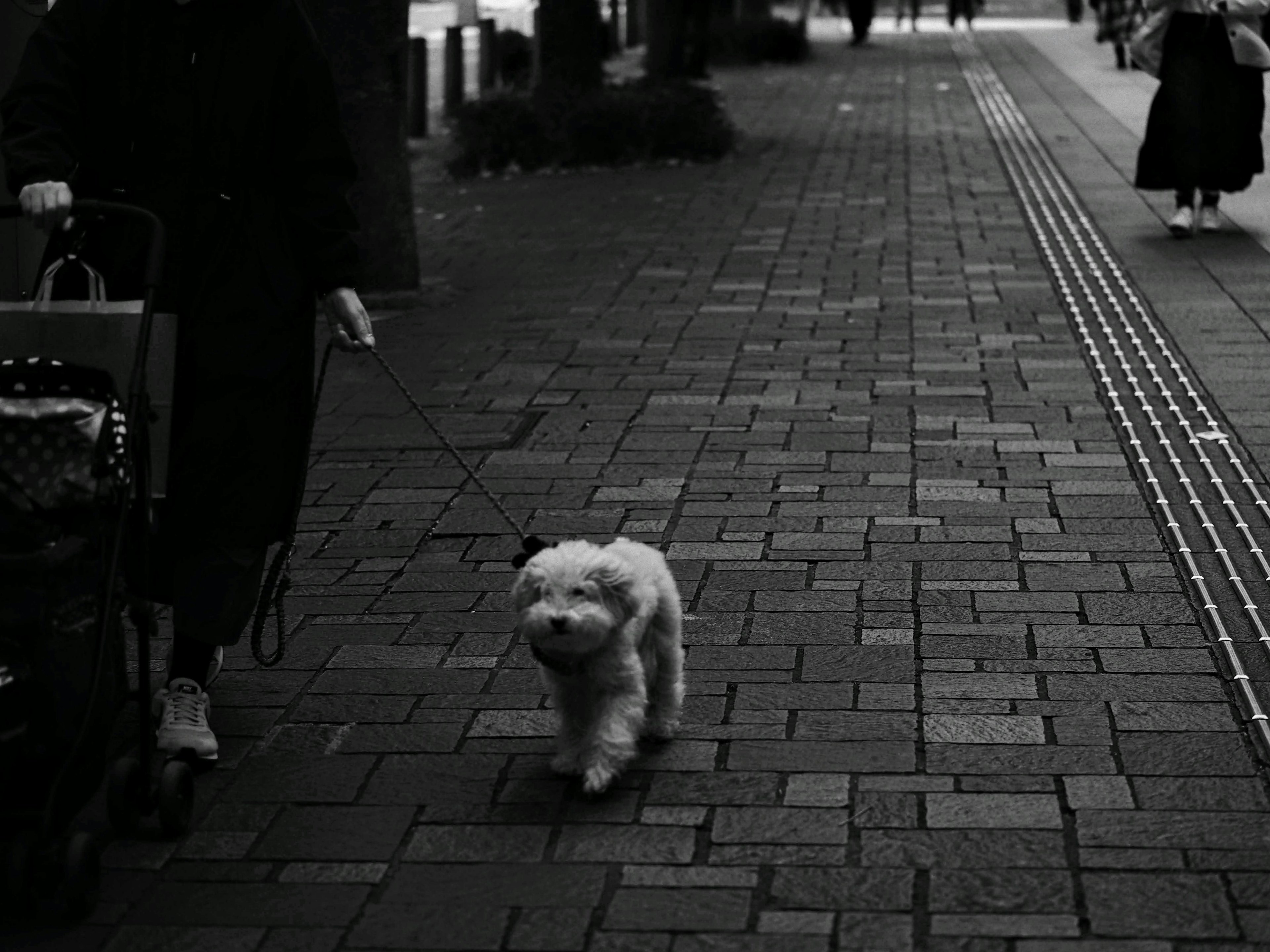 Un pequeño perro blanco caminando por una acera de adoquines