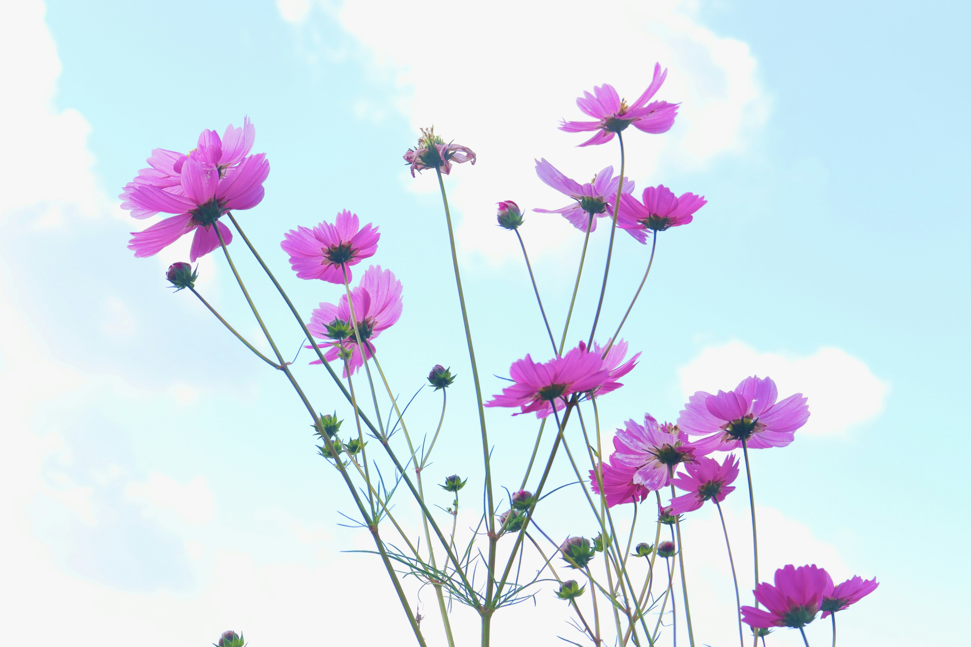 Pink cosmos flowers blooming against a blue sky