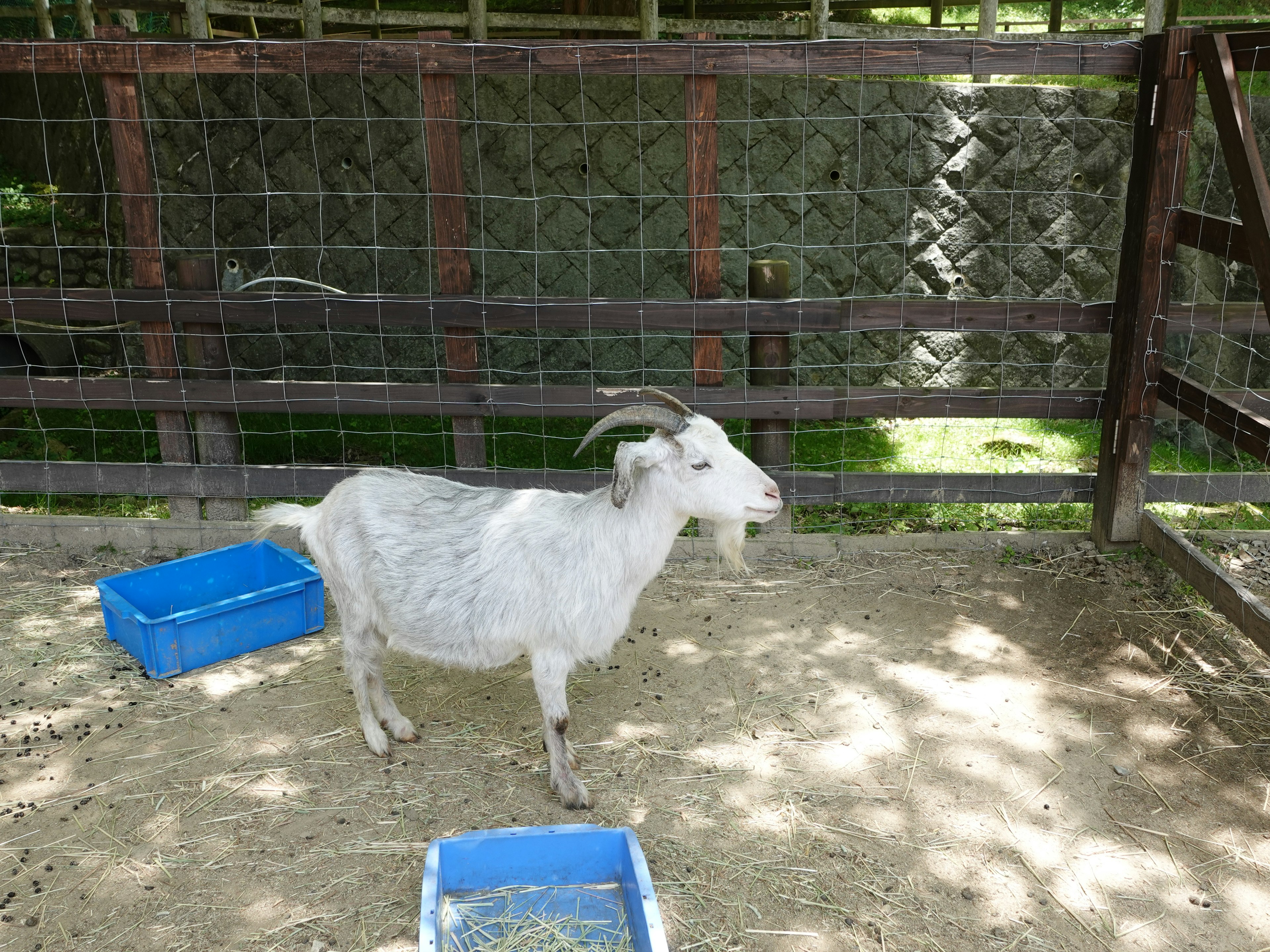 A white goat standing near blue feeding troughs