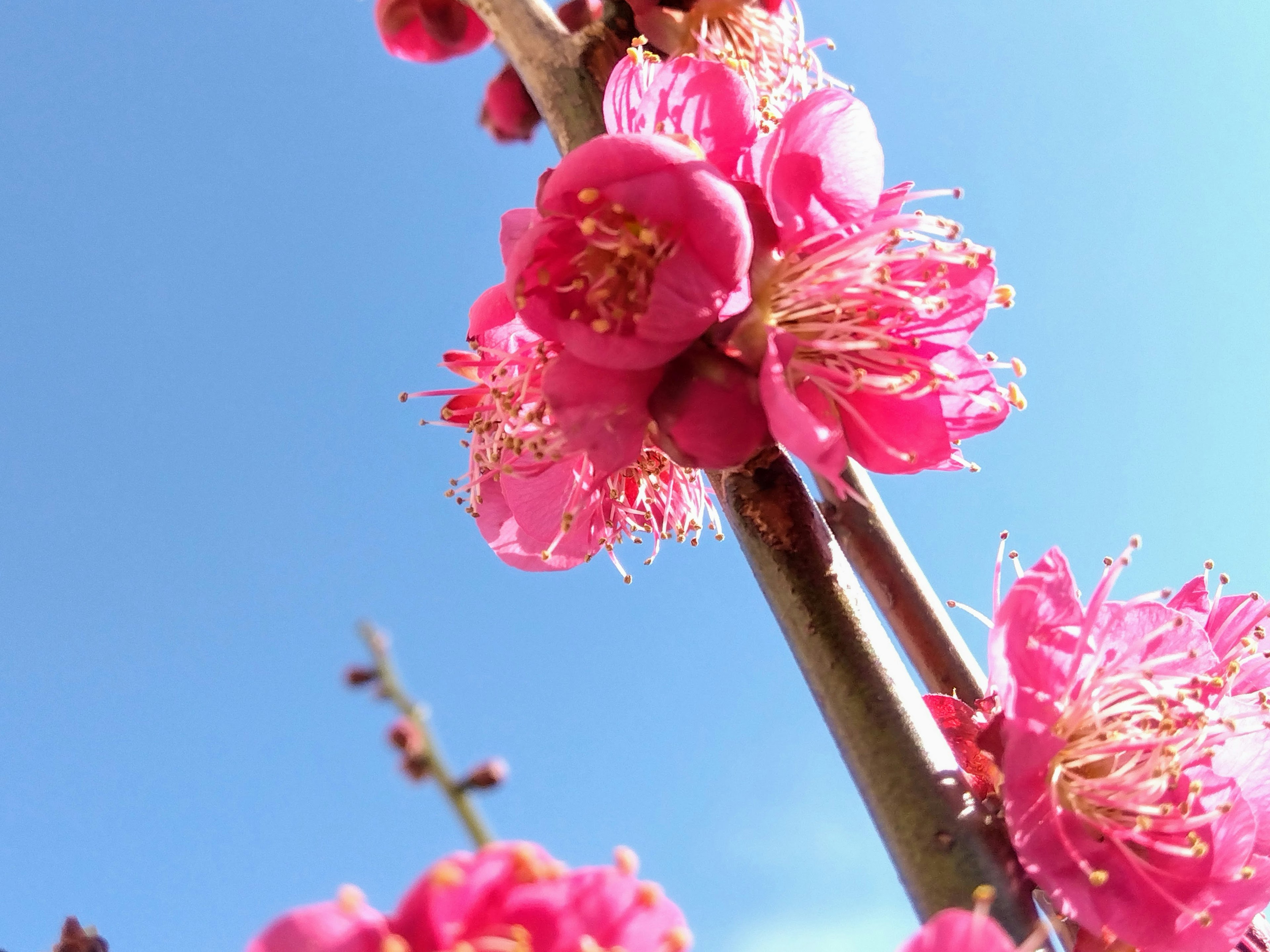 Close-up bunga pink pada pohon plum di bawah langit biru cerah