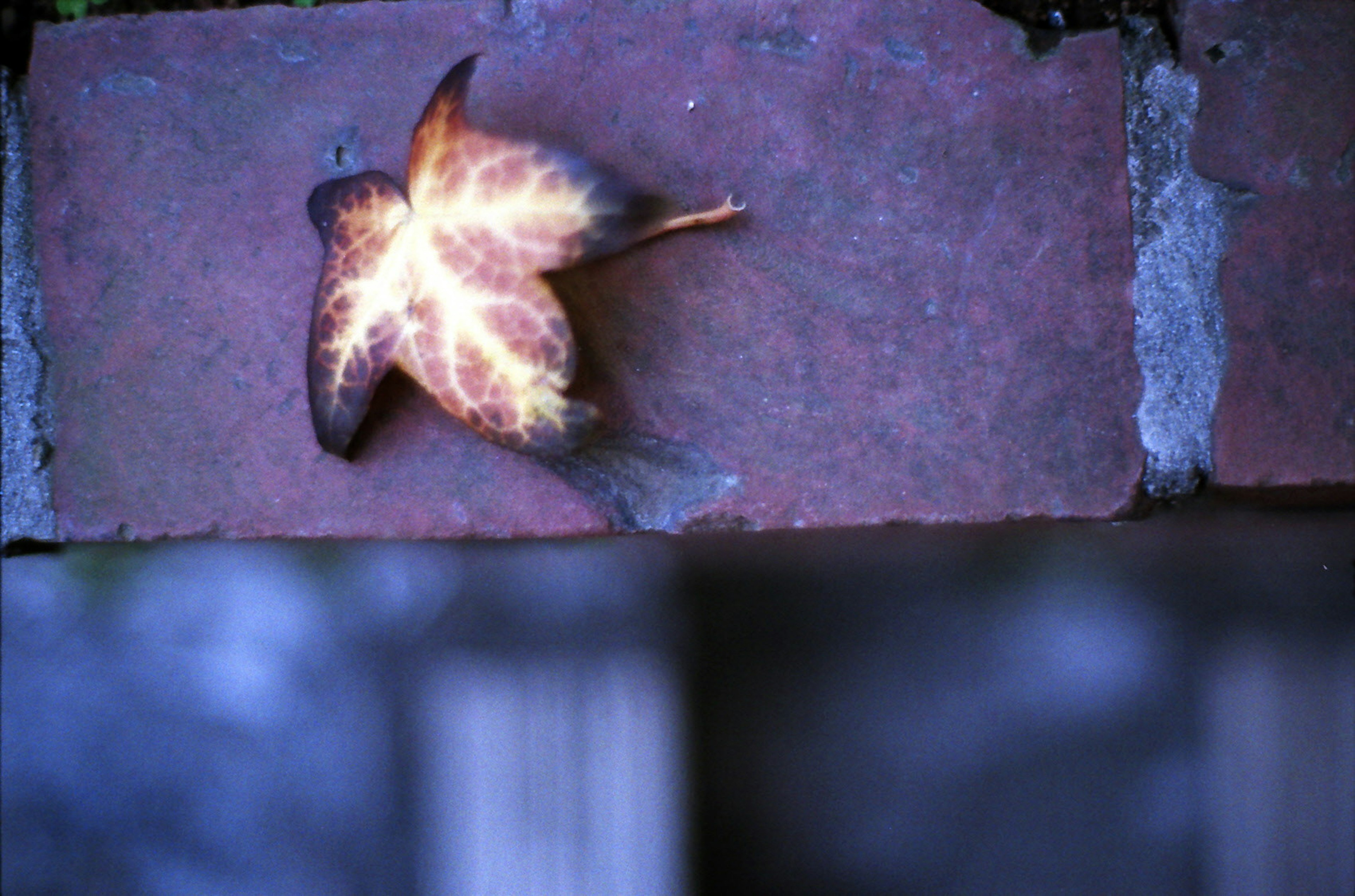 Feuille jaune reposant sur une surface en brique rouge