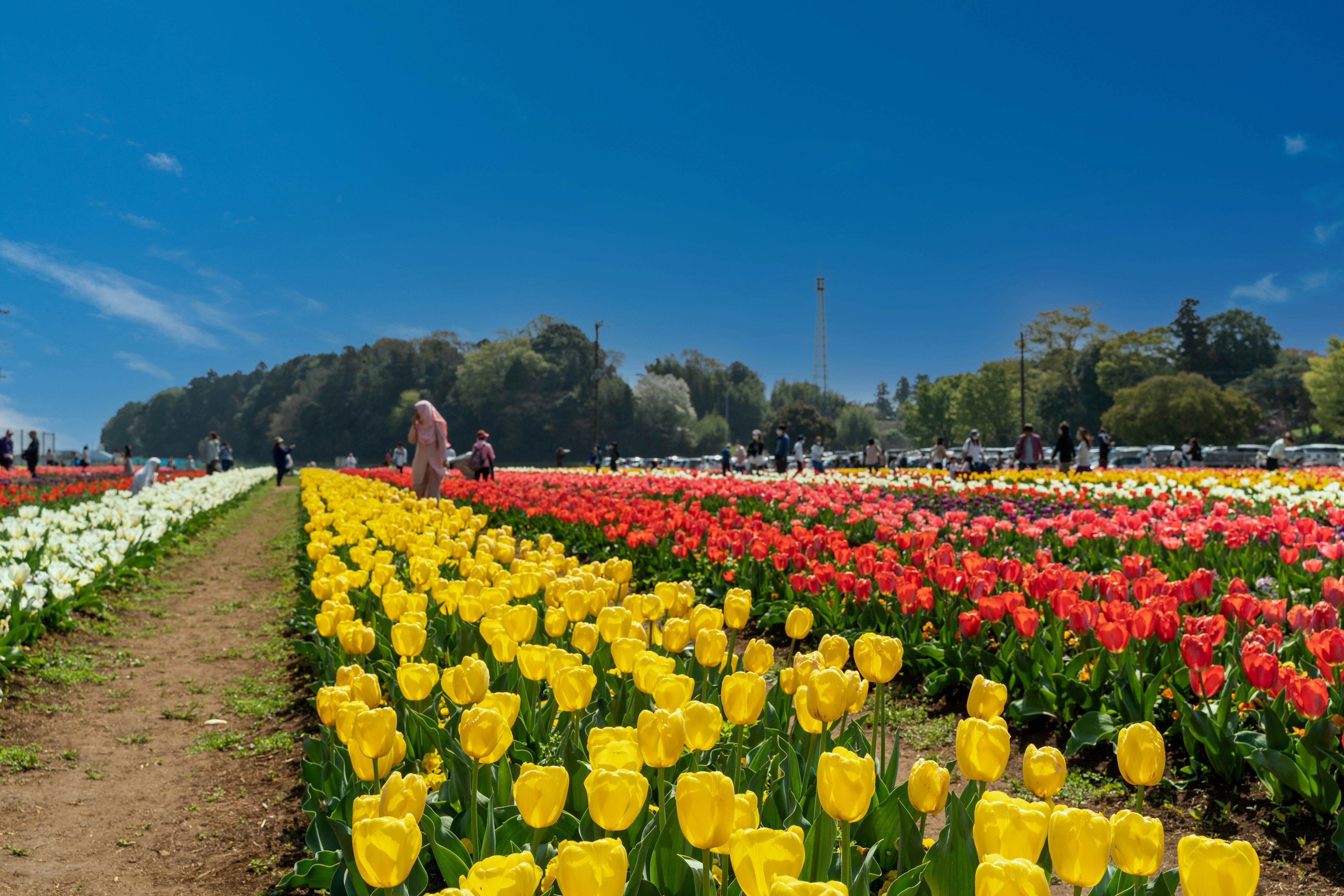 Campo de tulipanes coloridos con personas disfrutando bajo un cielo azul