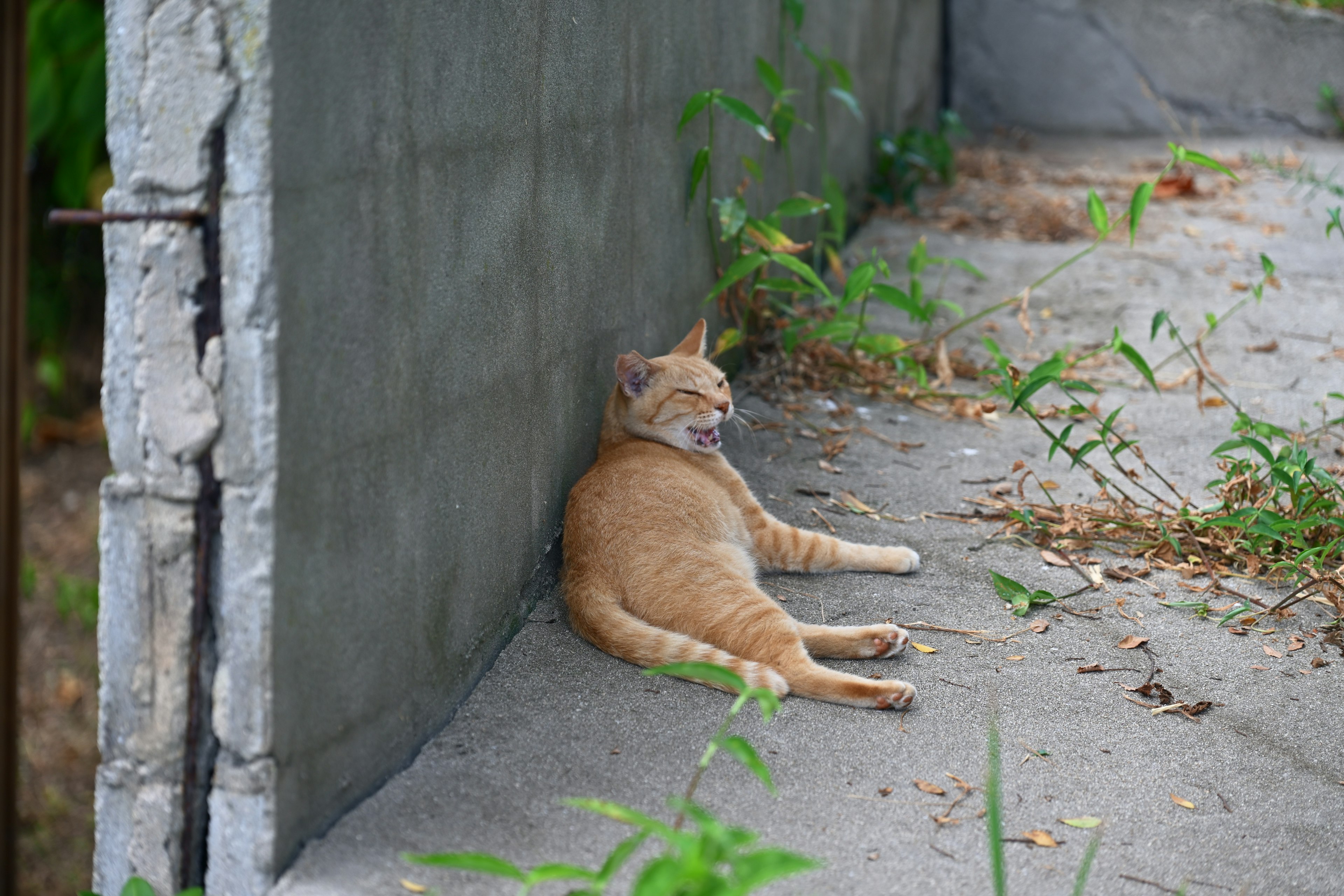 壁に寄りかかって寝ているオレンジ色の猫 環境は緑の草とコンクリート