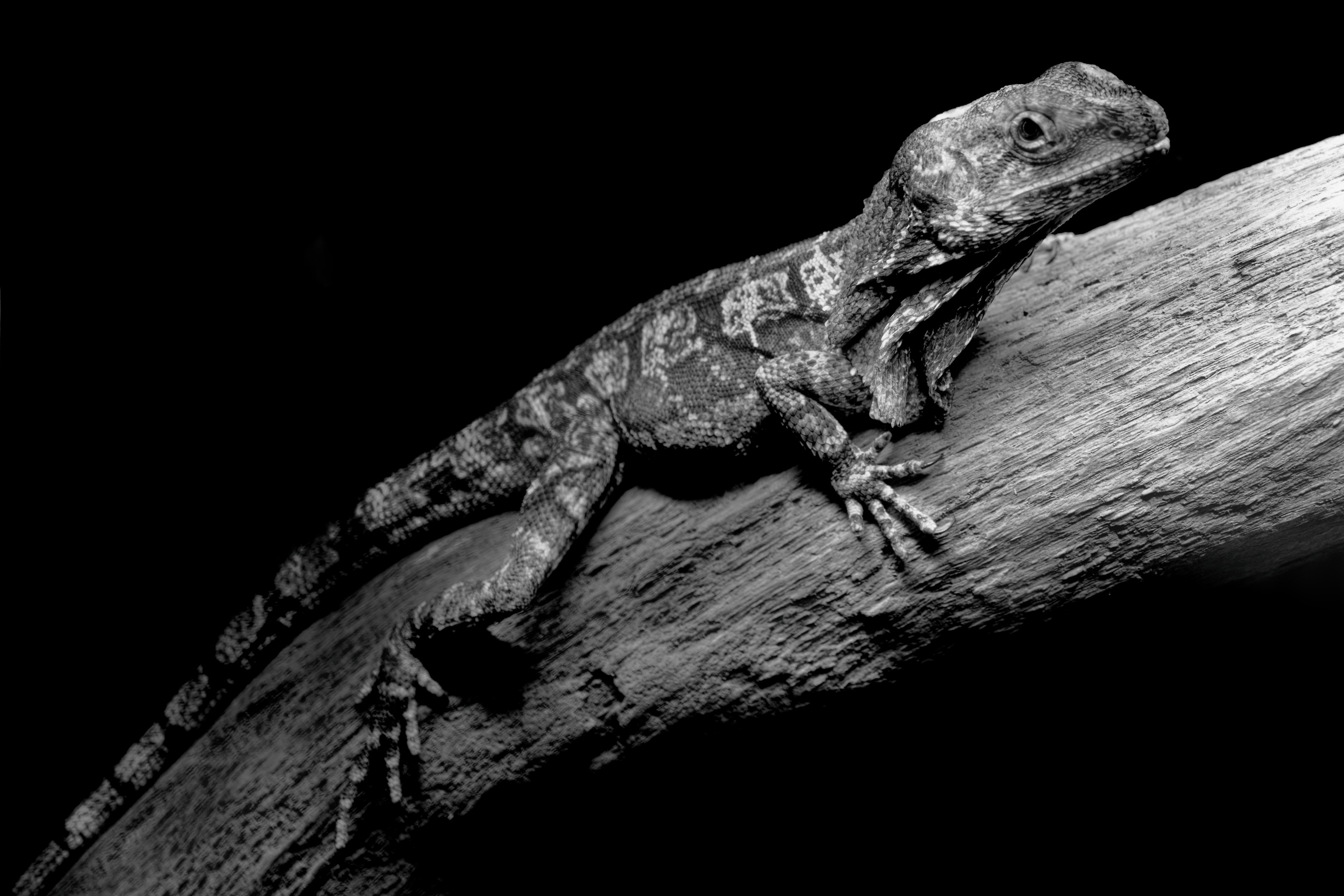 Foto en blanco y negro de un lagarto en una rama sobre fondo negro