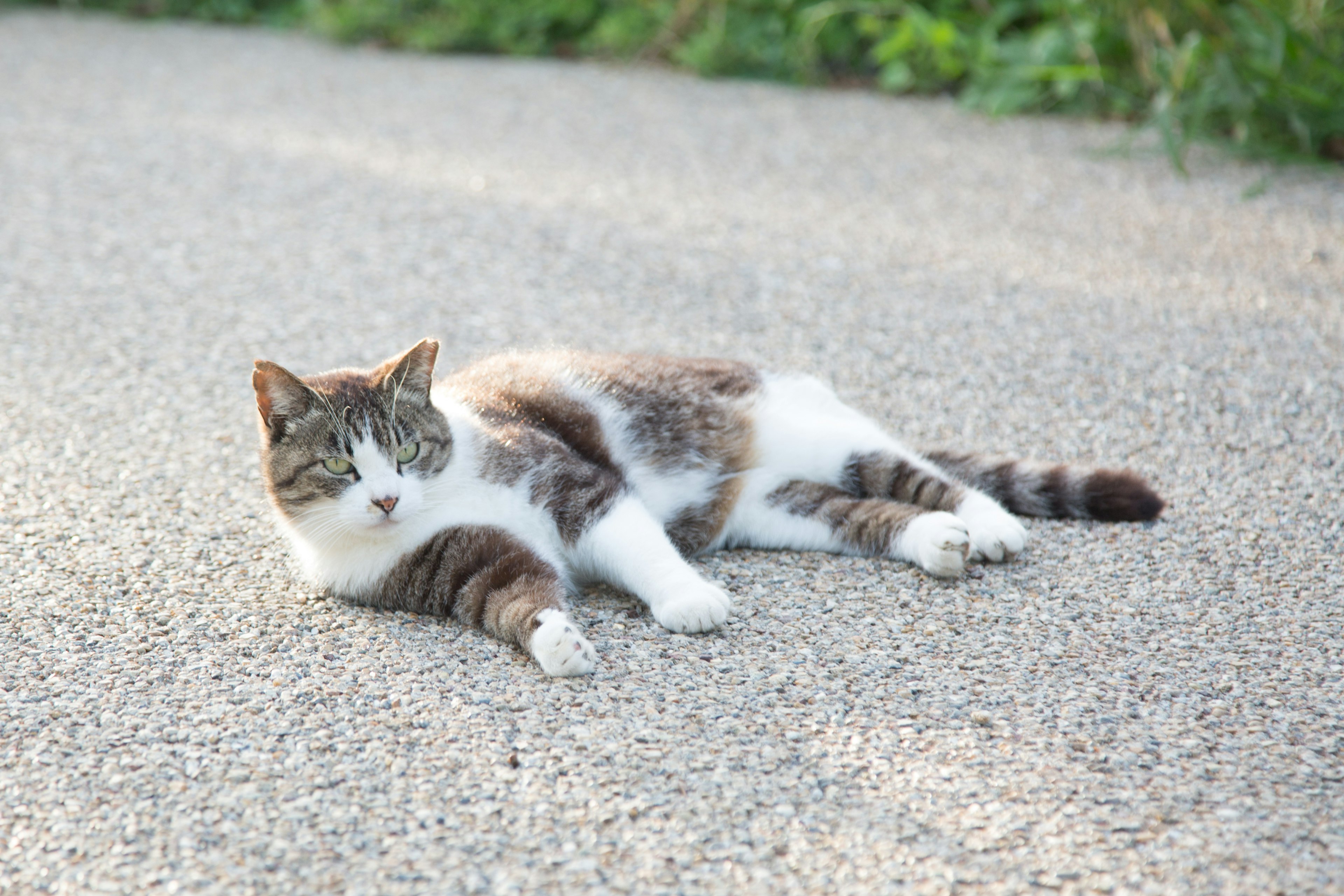 Gato gris y blanco acostado en la carretera