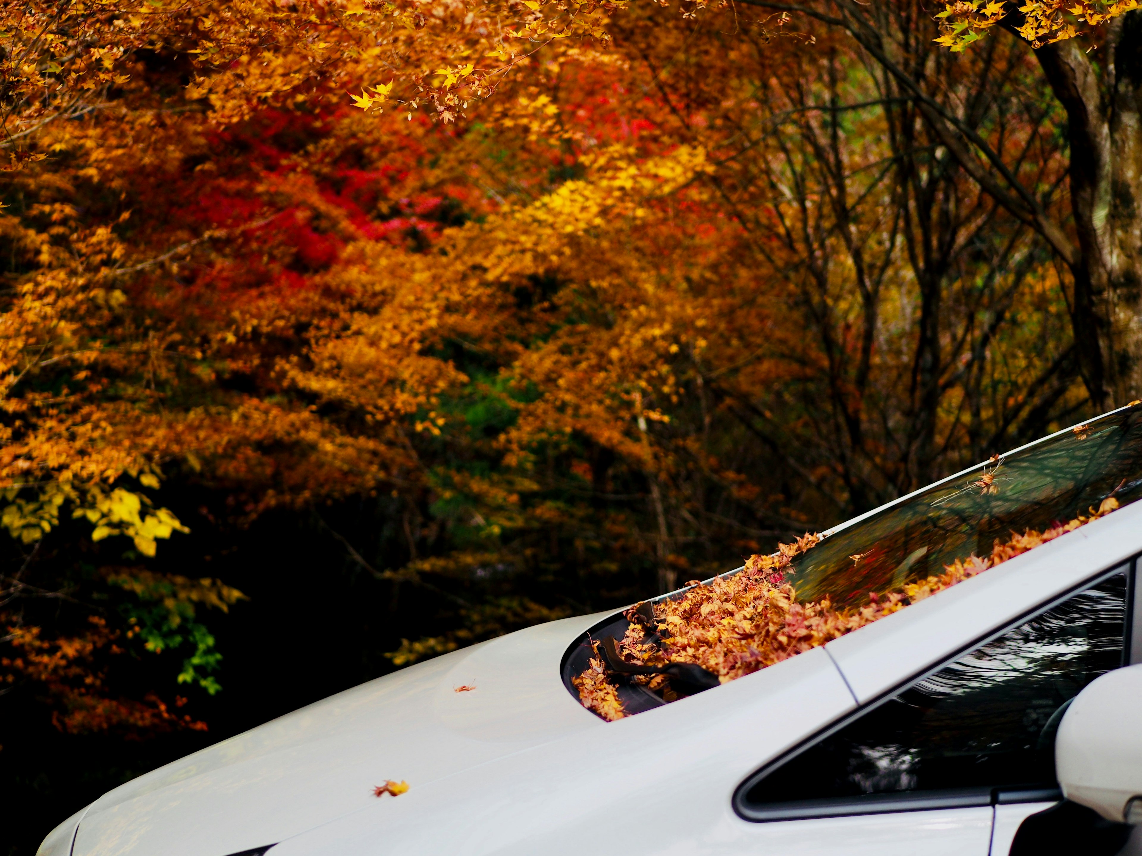 Toit et fenêtre de voiture couverts de feuilles d'automne aux couleurs vives