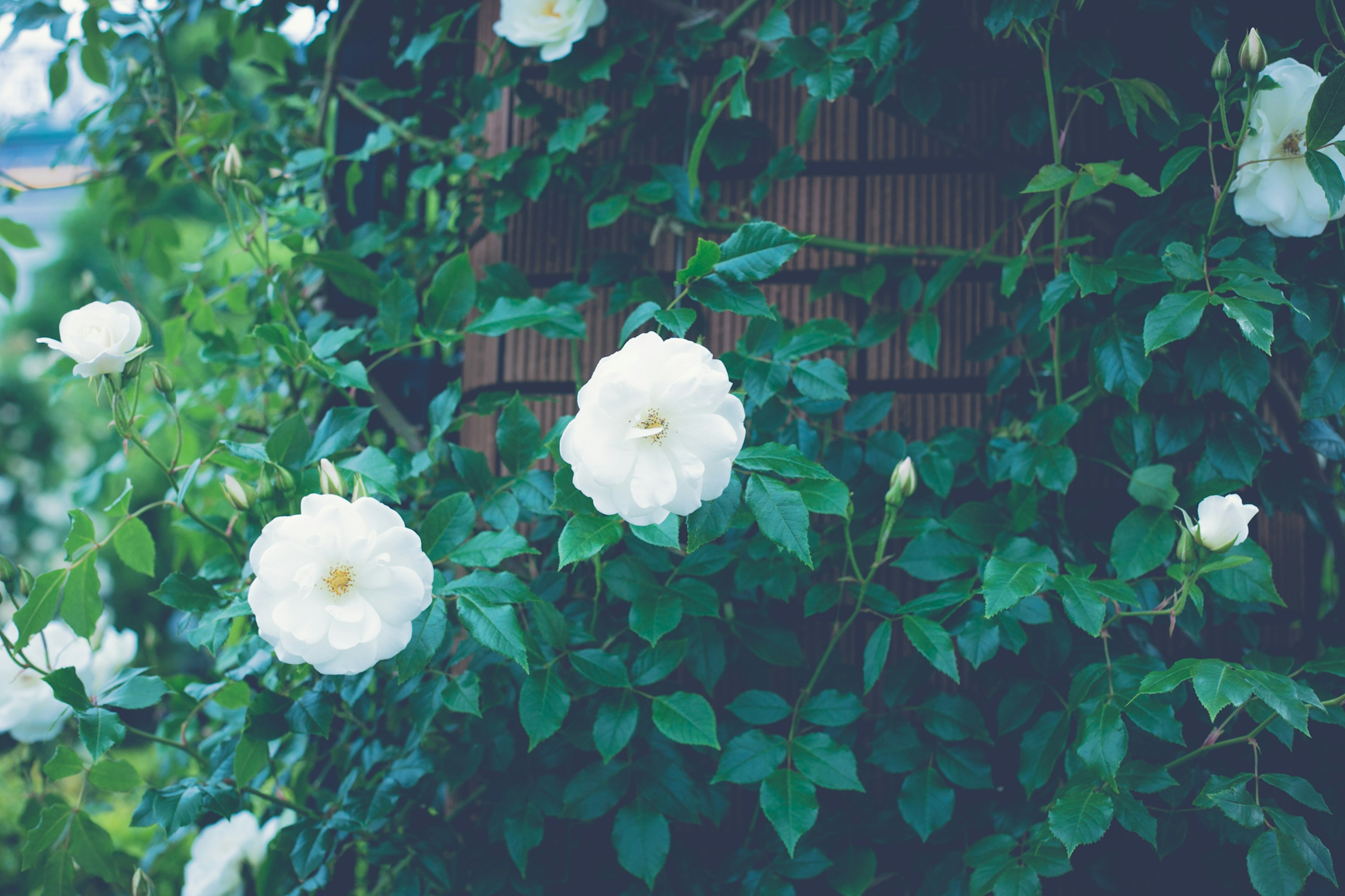 Schöne Szene mit weißen Blumen, die mit grünen Blättern verwoben sind