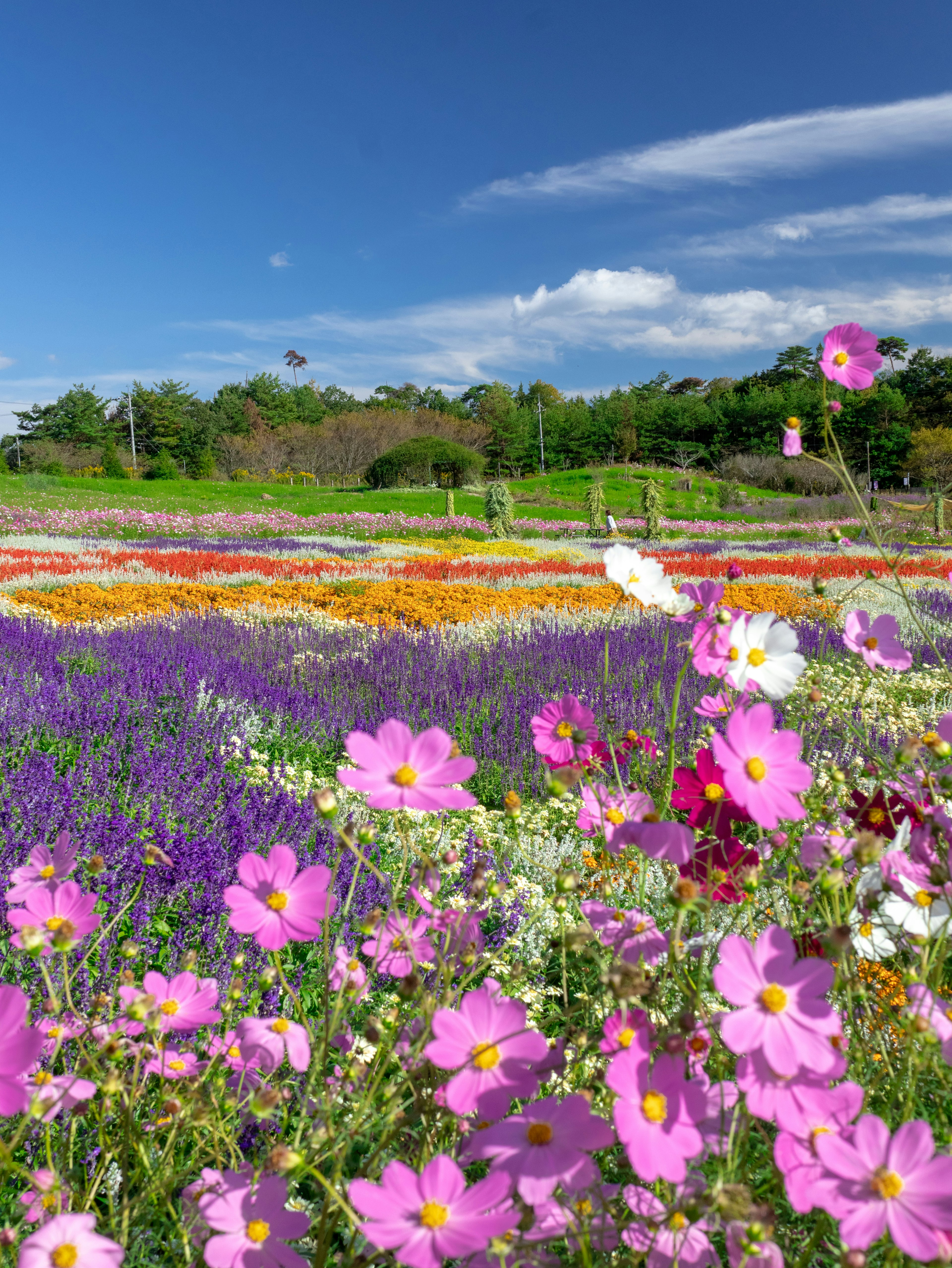 色とりどりの花が咲き誇る風景青空と草原のコントラスト