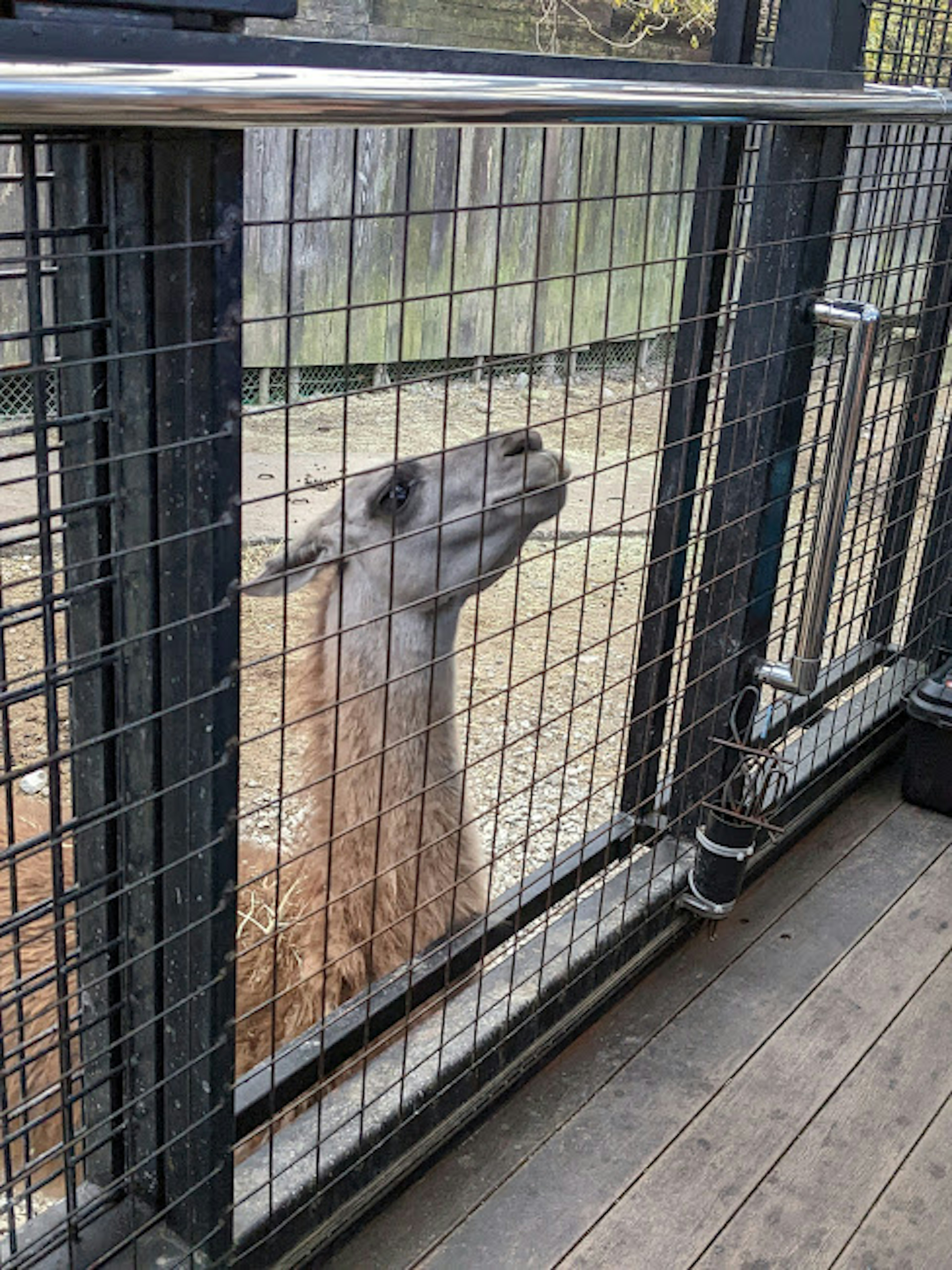 A llama peeking through a metal fence at a zoo