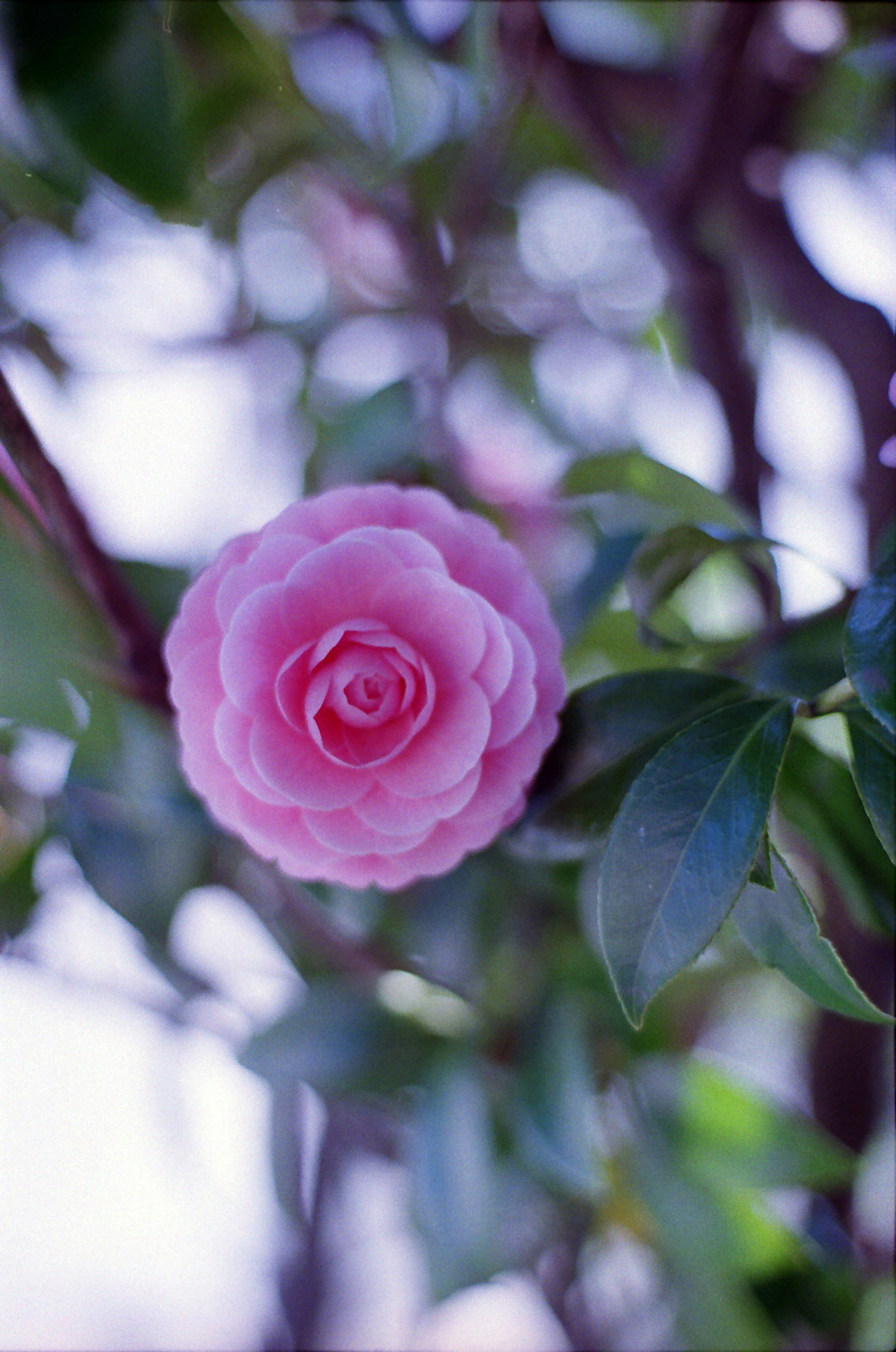 Eine rosa Kamelienblüte zwischen grünen Blättern