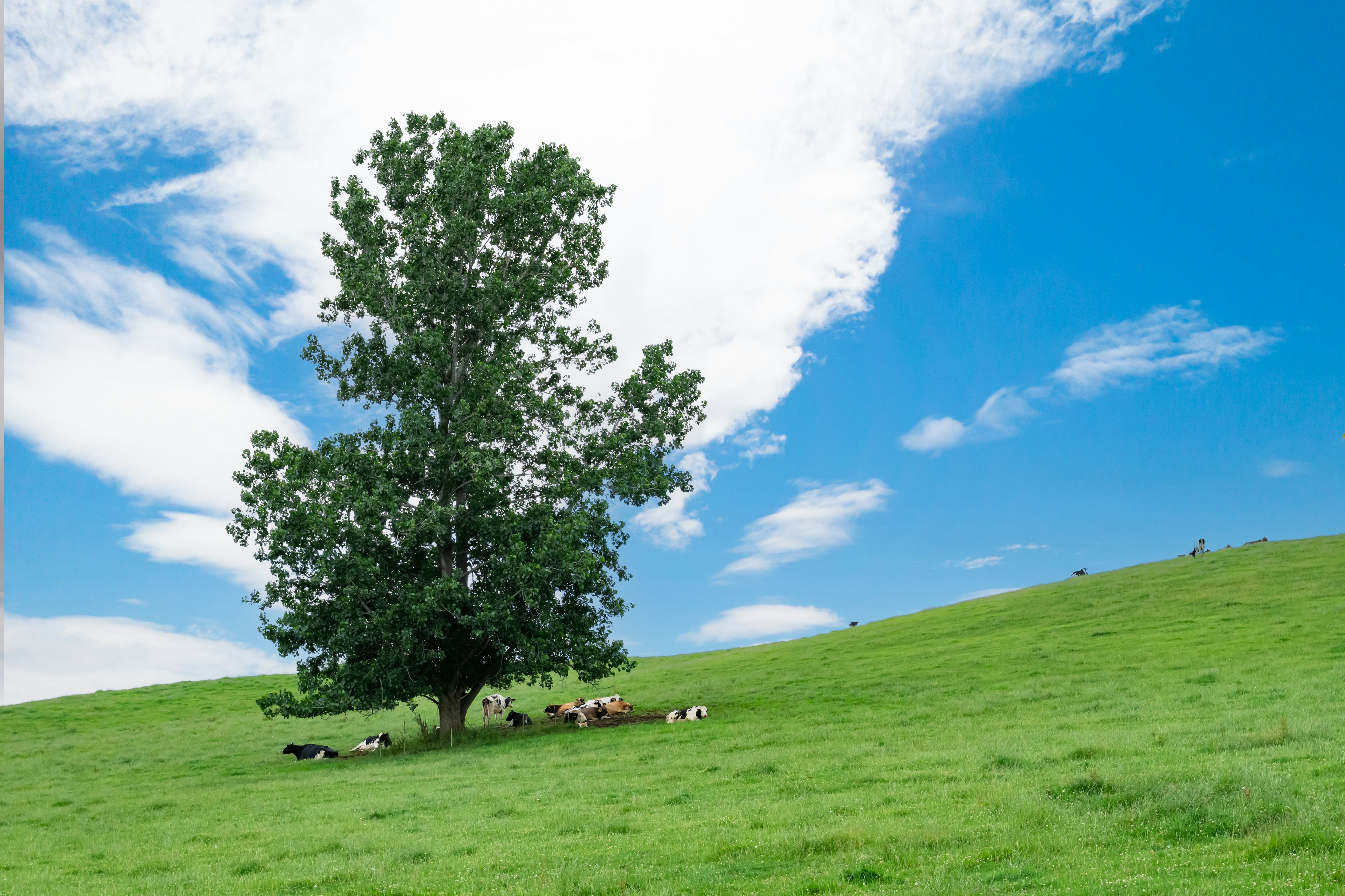 Un gran árbol en una colina verde con vacas pastando bajo un cielo azul