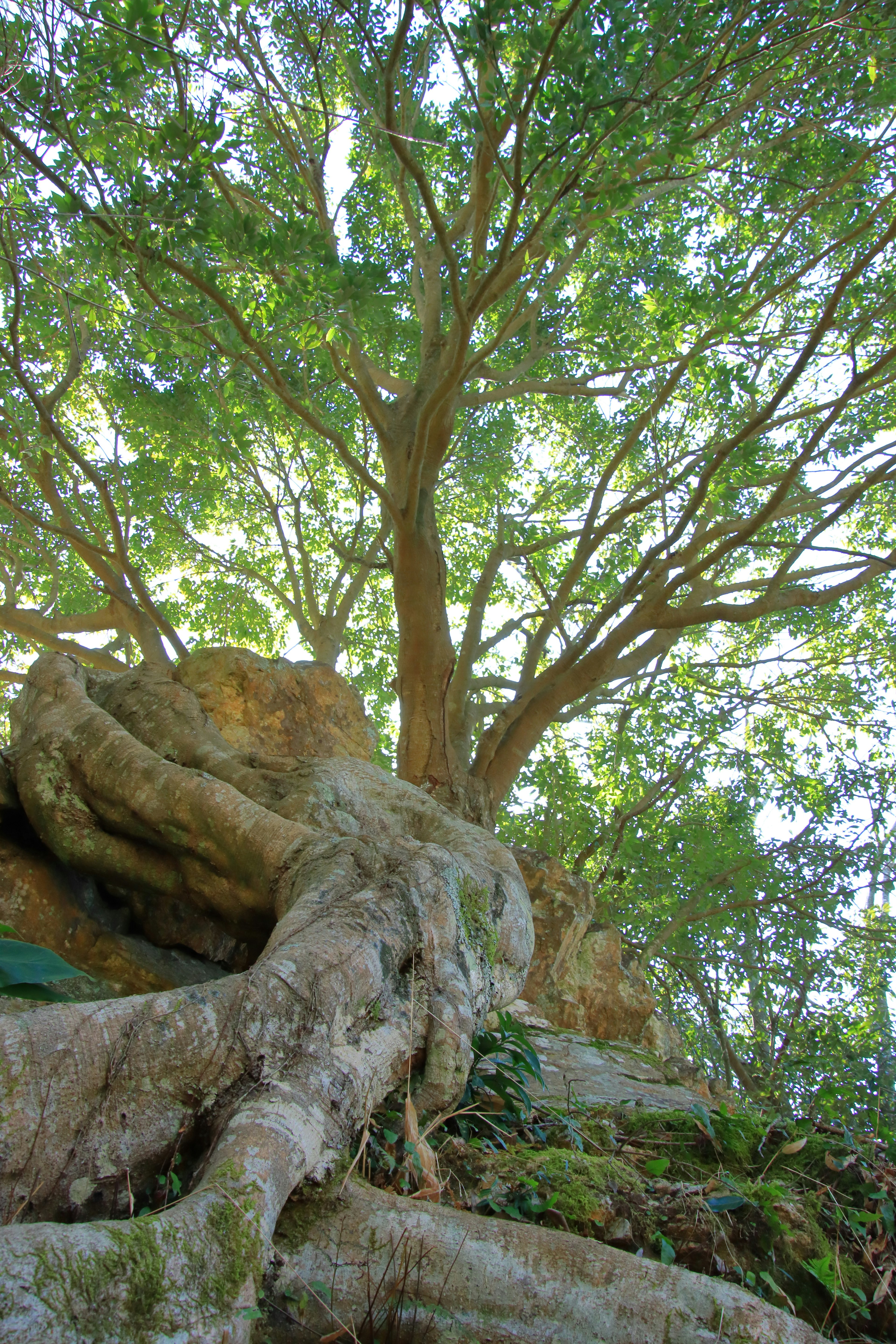 Gran árbol con raíces extendidas y hojas verdes exuberantes contra un fondo rocoso