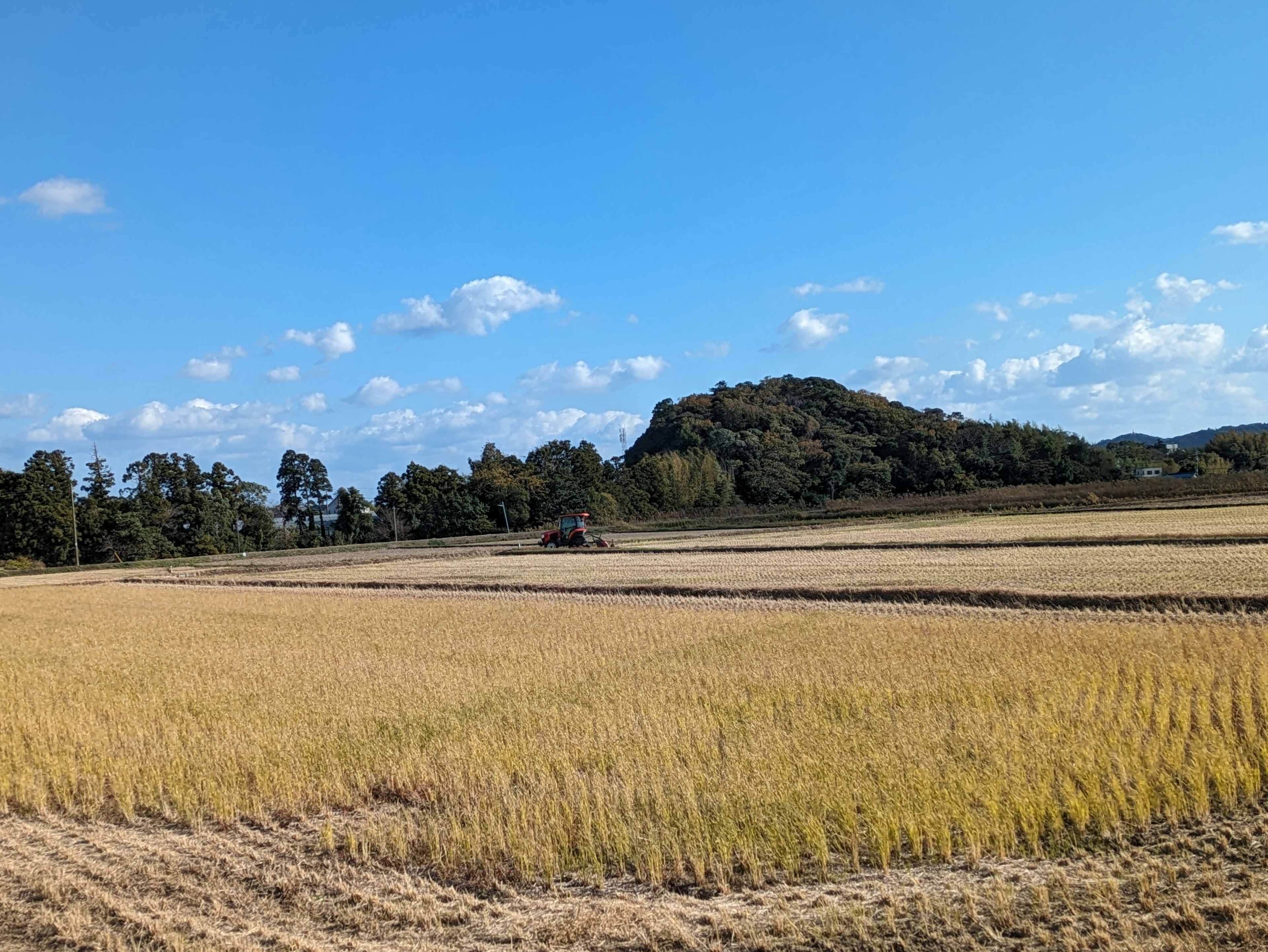 Golden rice fields under a blue sky with scattered clouds and a small hill