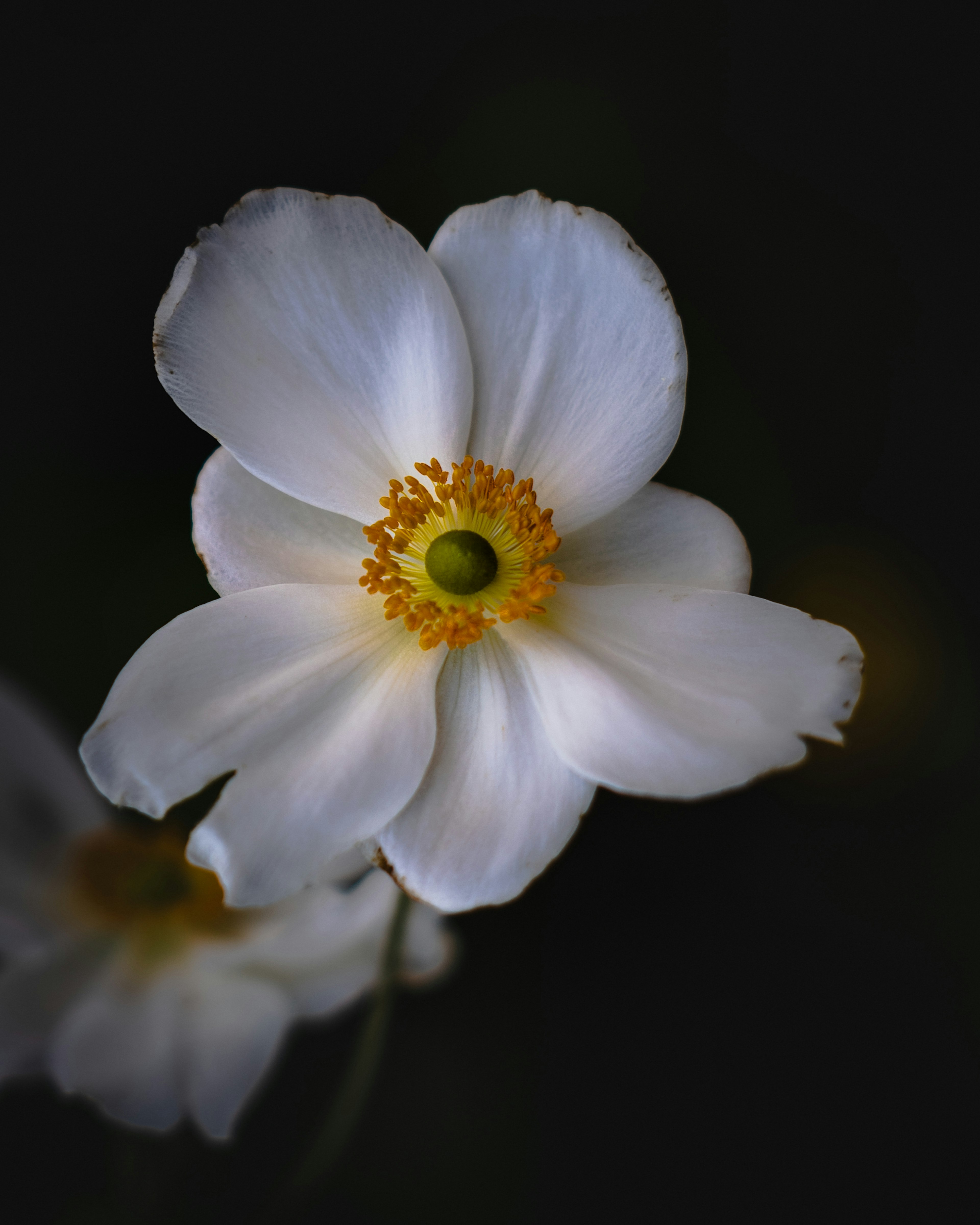 A close-up of a white flower with a yellow center