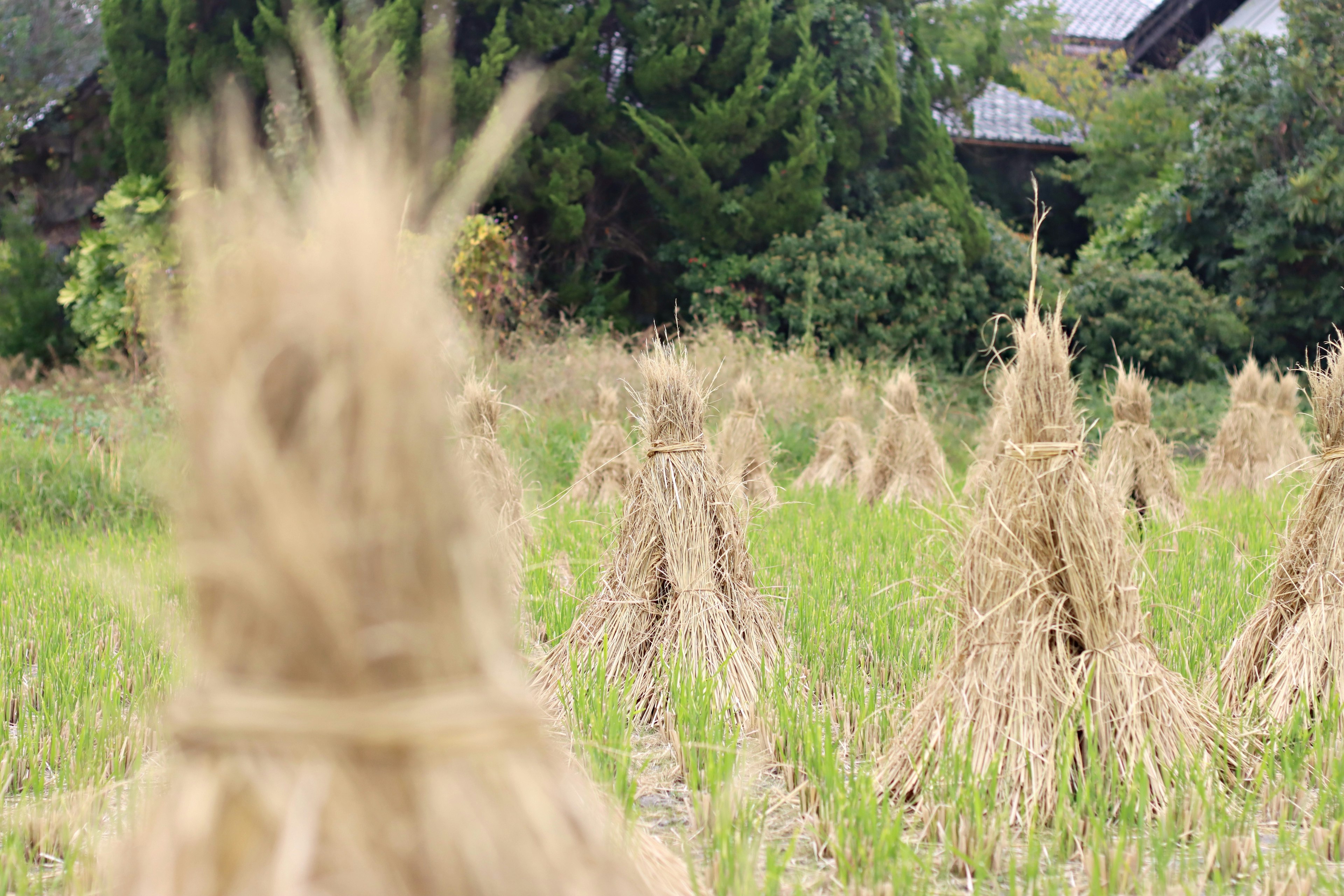 Field of rice bundles arranged in a rural landscape