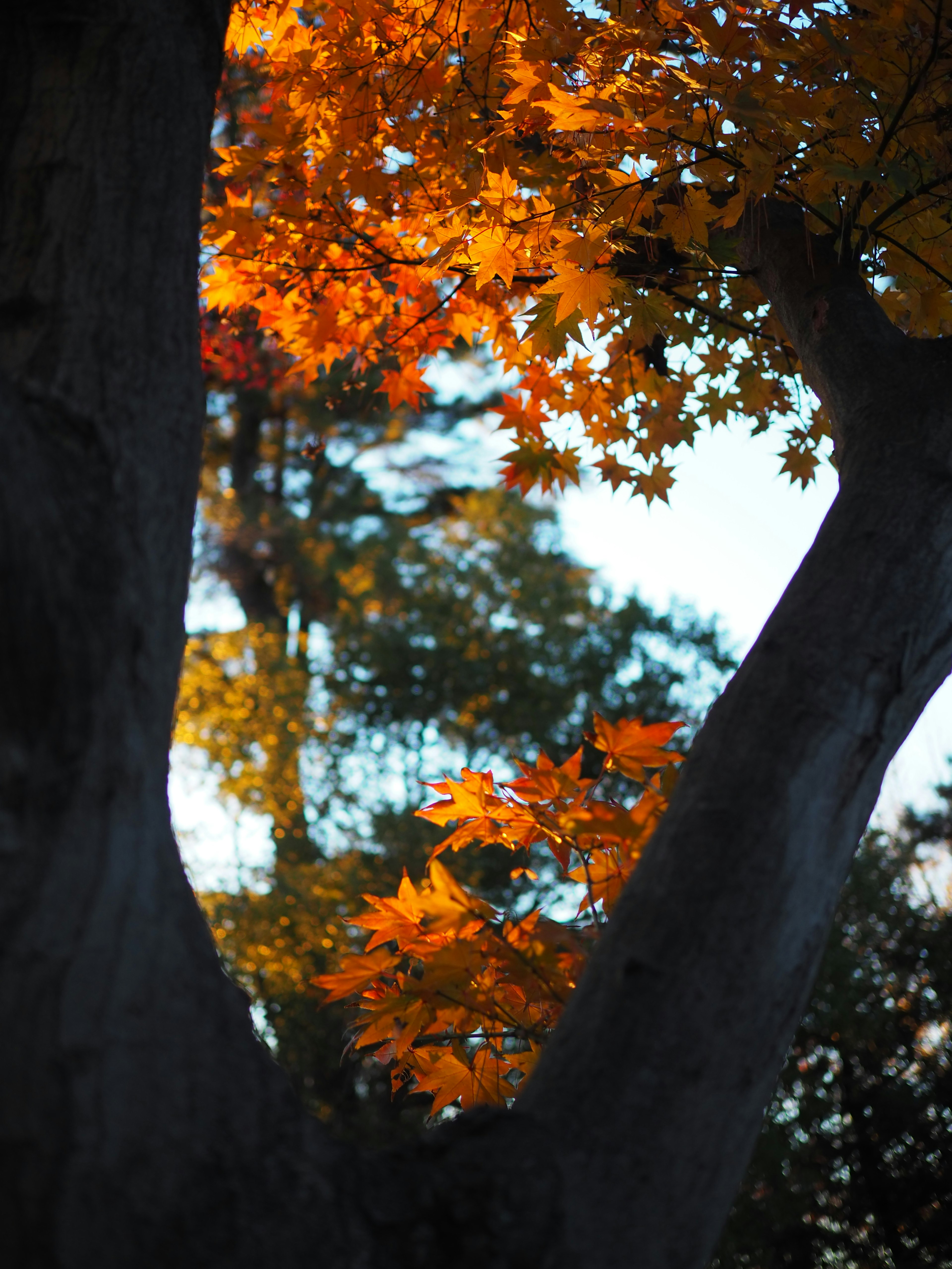 Tronc d'arbre avec des feuilles d'automne vibrantes en teintes d'orange