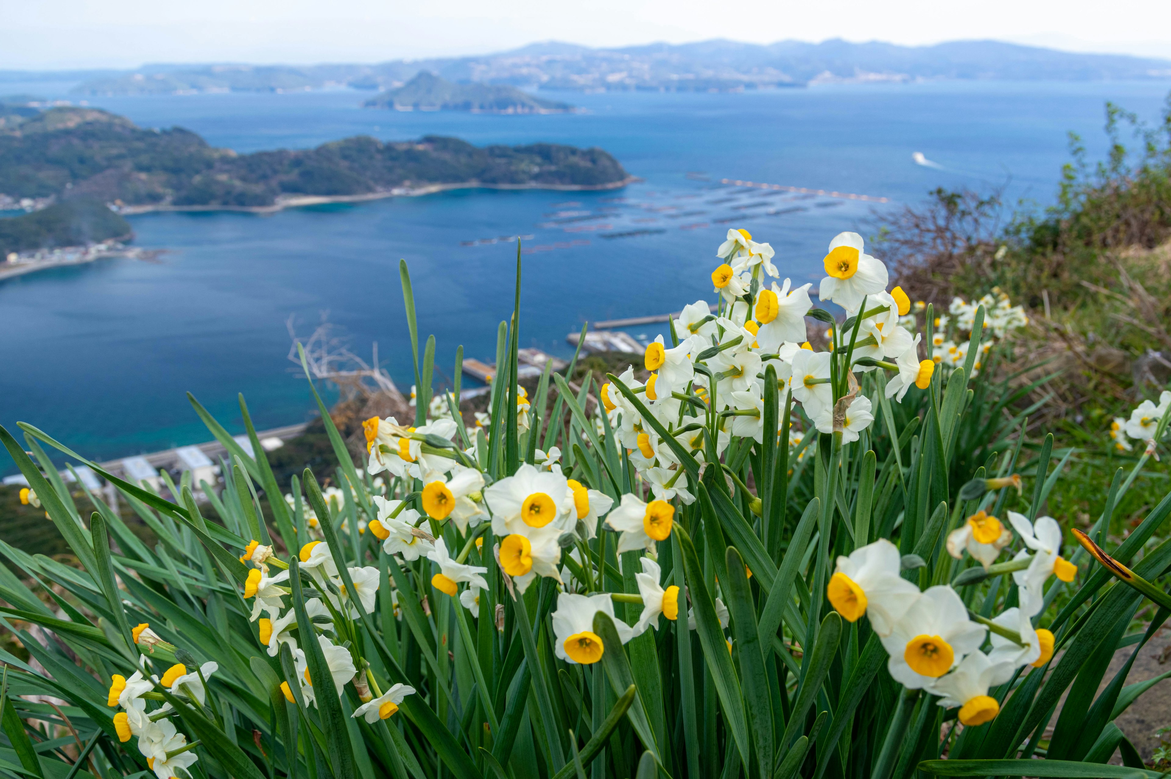 Daffodils bianchi e gialli fioriscono su una collina con vista sul mare blu e sulle montagne