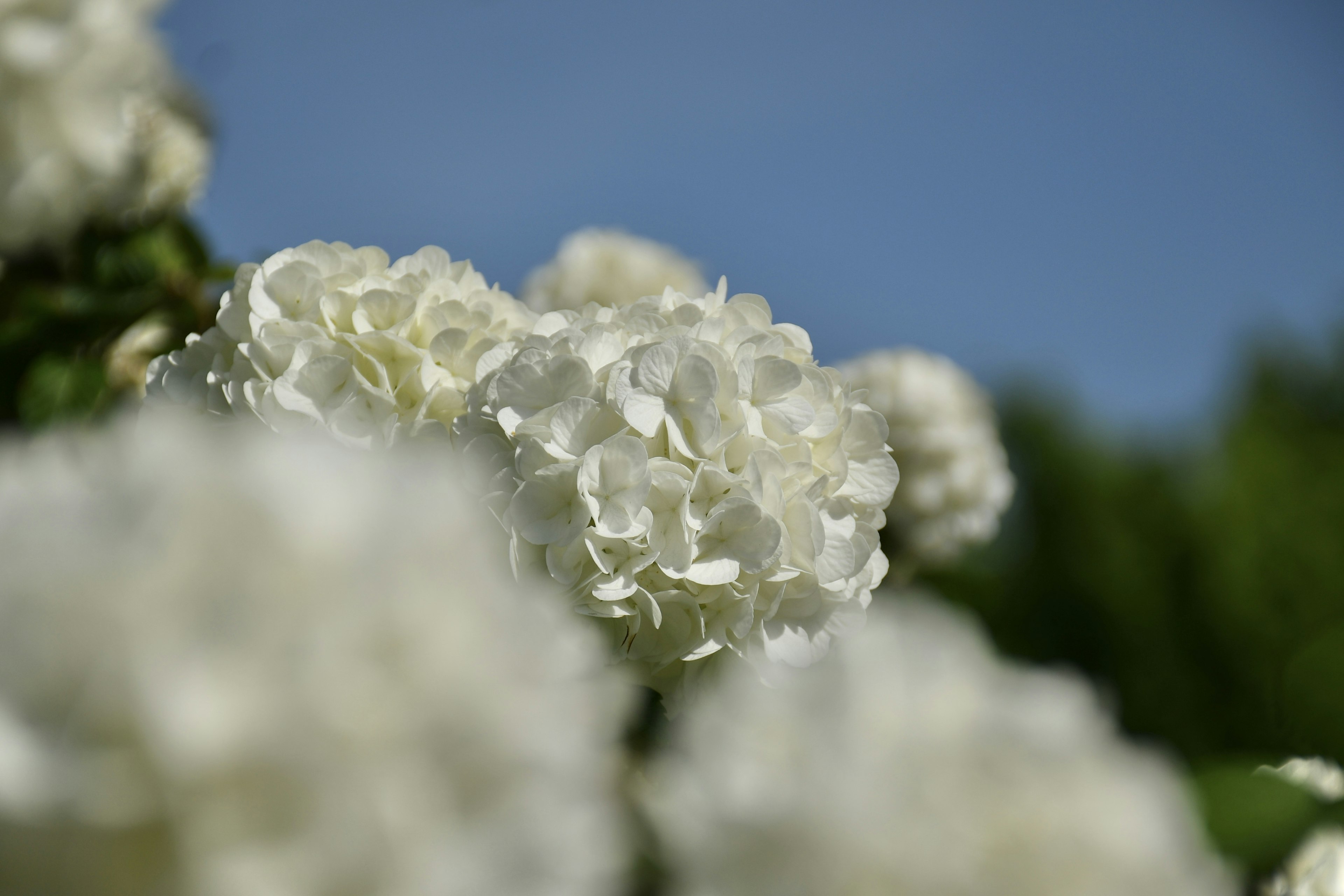 Close-up of white hydrangea flowers against a clear blue sky