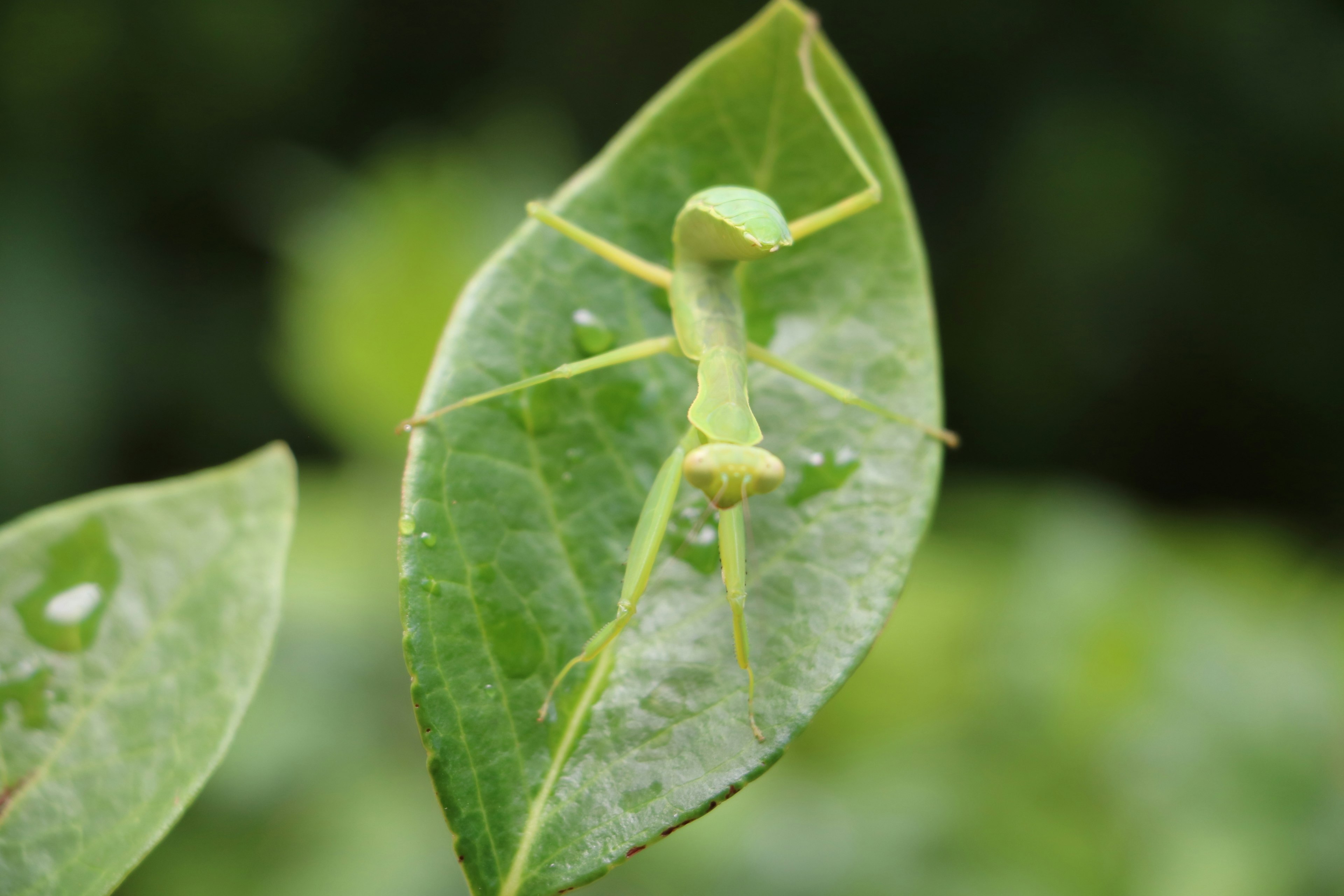 Mantis verde su una foglia