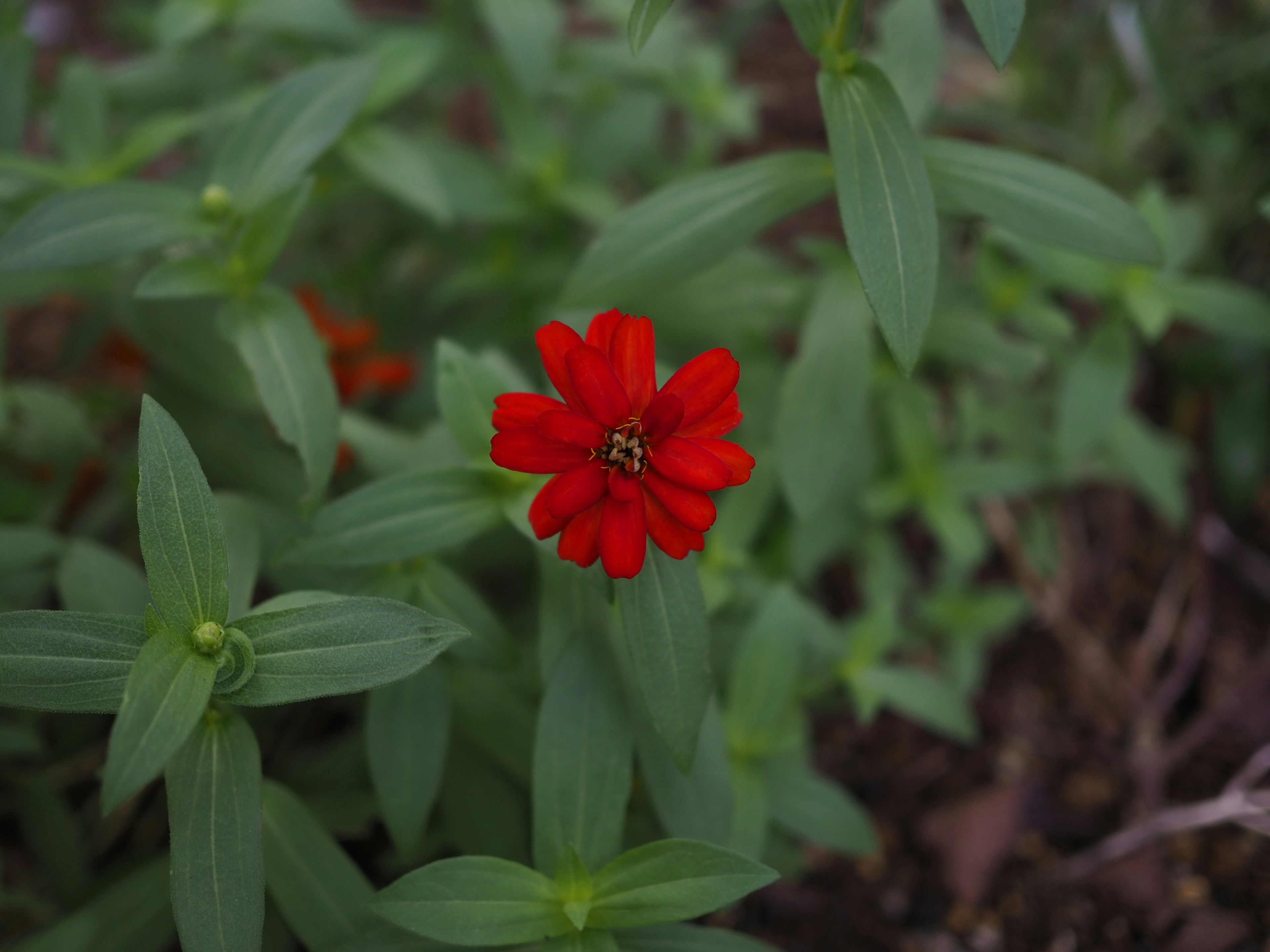 Sebuah bunga merah cerah dikelilingi daun hijau