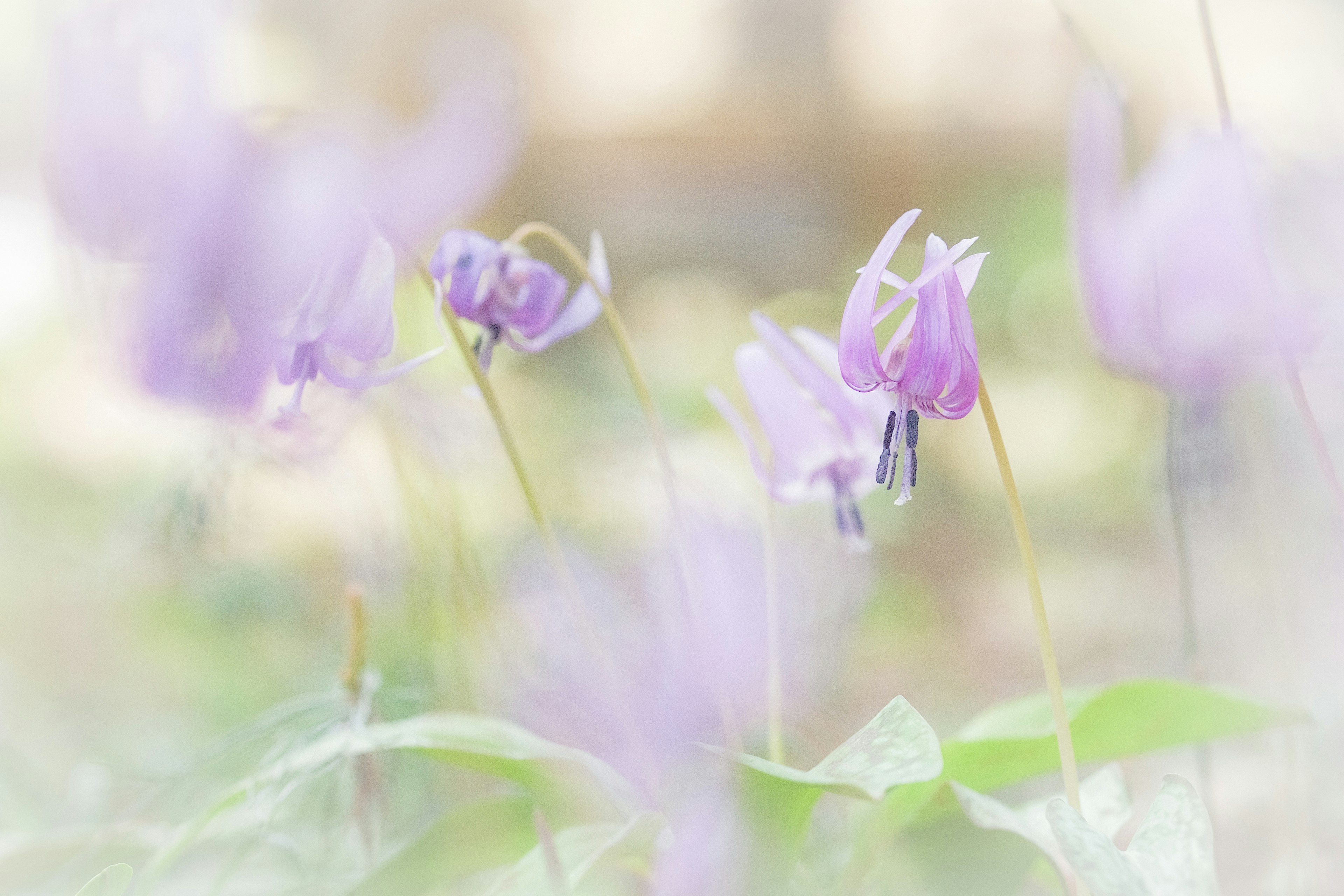 Soft purple flowers softly blurred in a natural setting