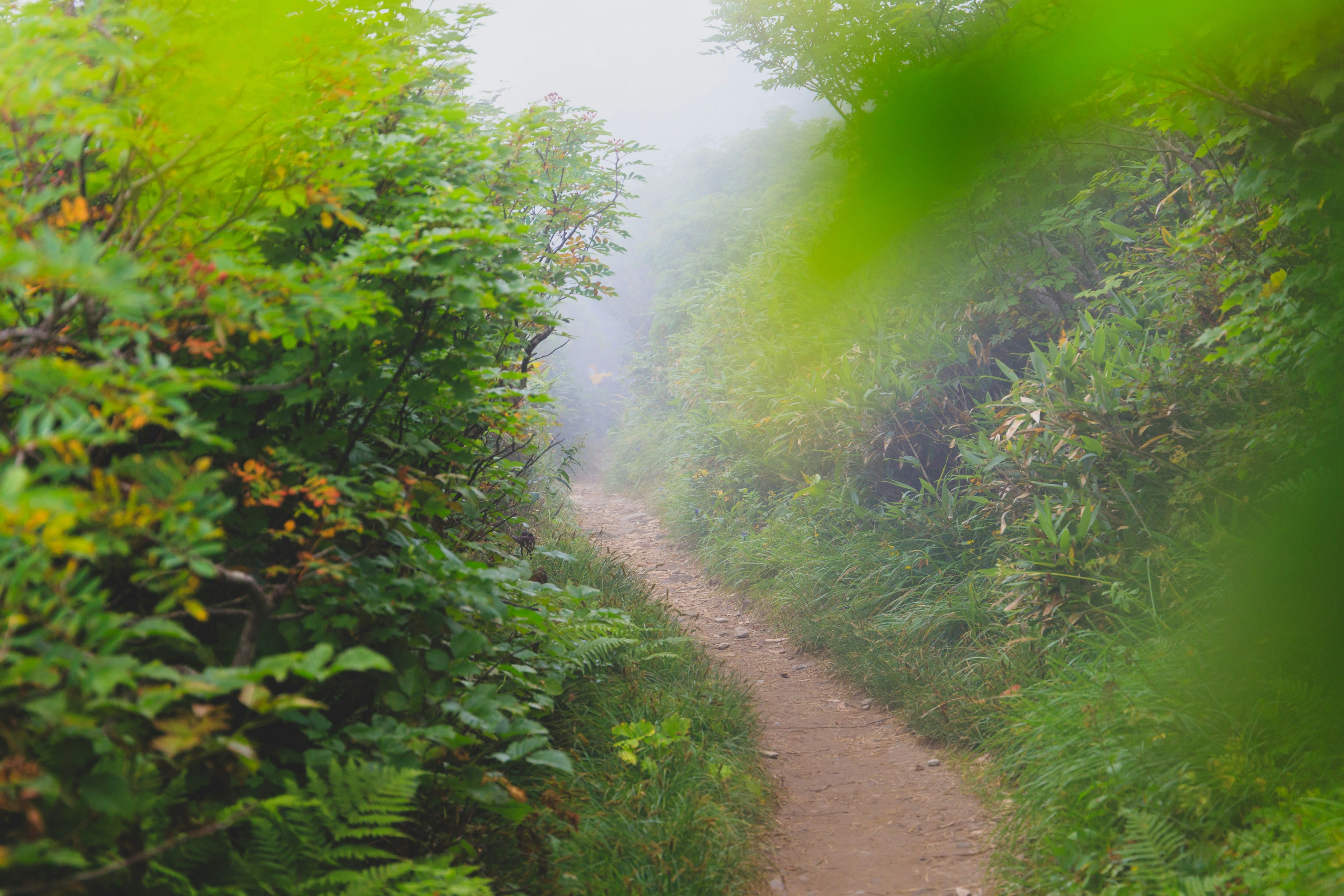 Ein gewundener Weg umgeben von üppigem Grün im Nebel