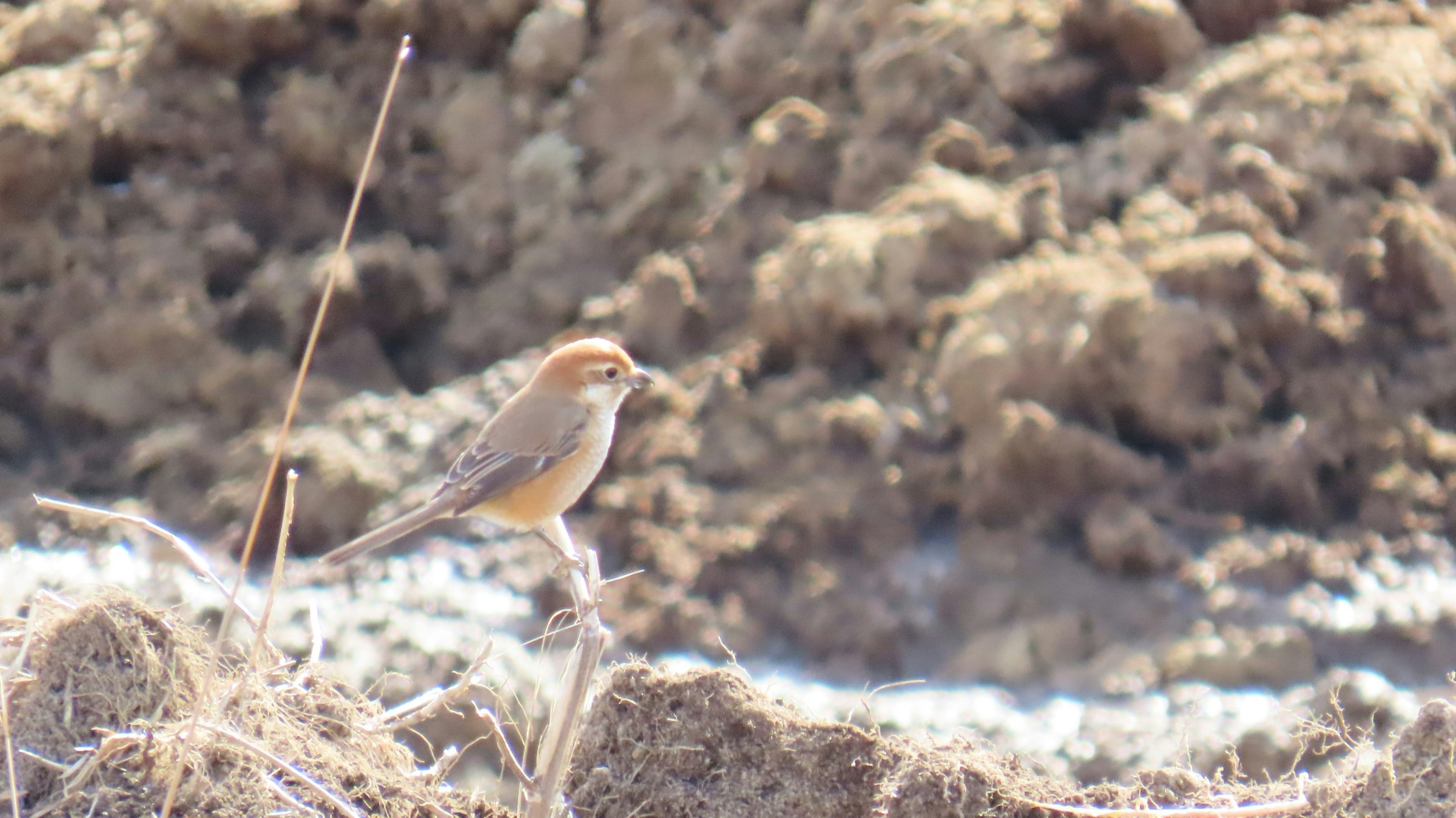 Un piccolo uccello in piedi sul terreno