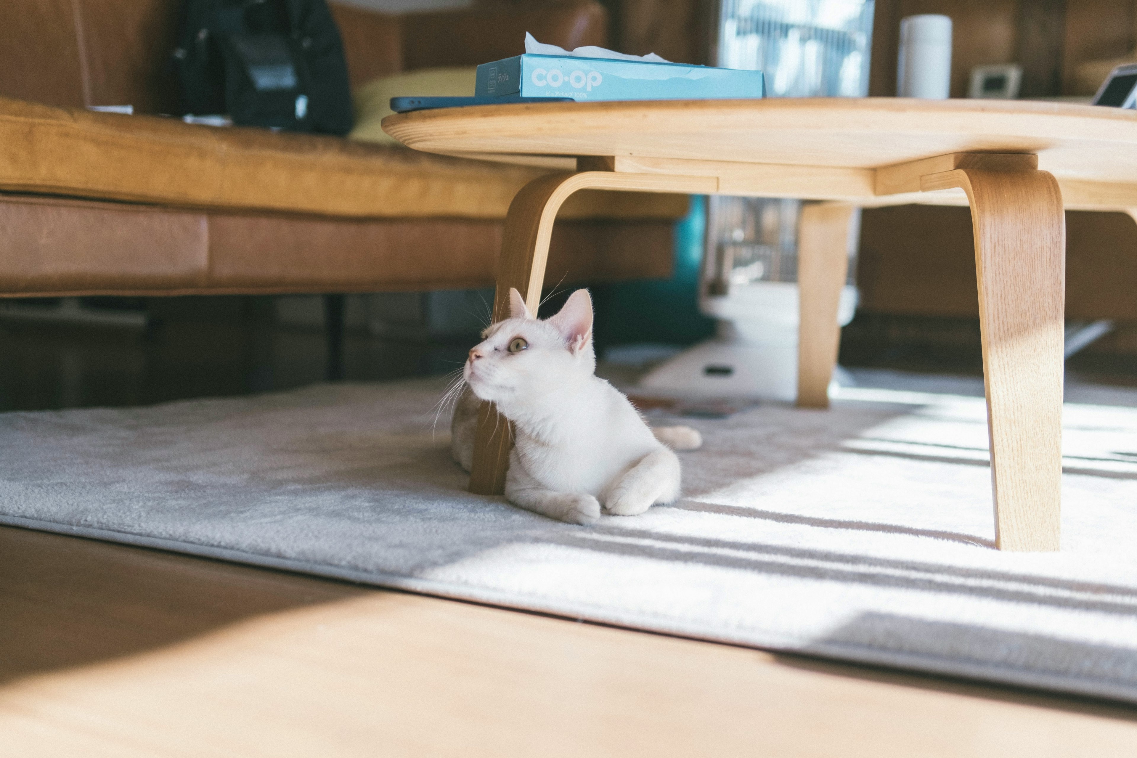 白い猫がテーブルの下でくつろいでいるシーン