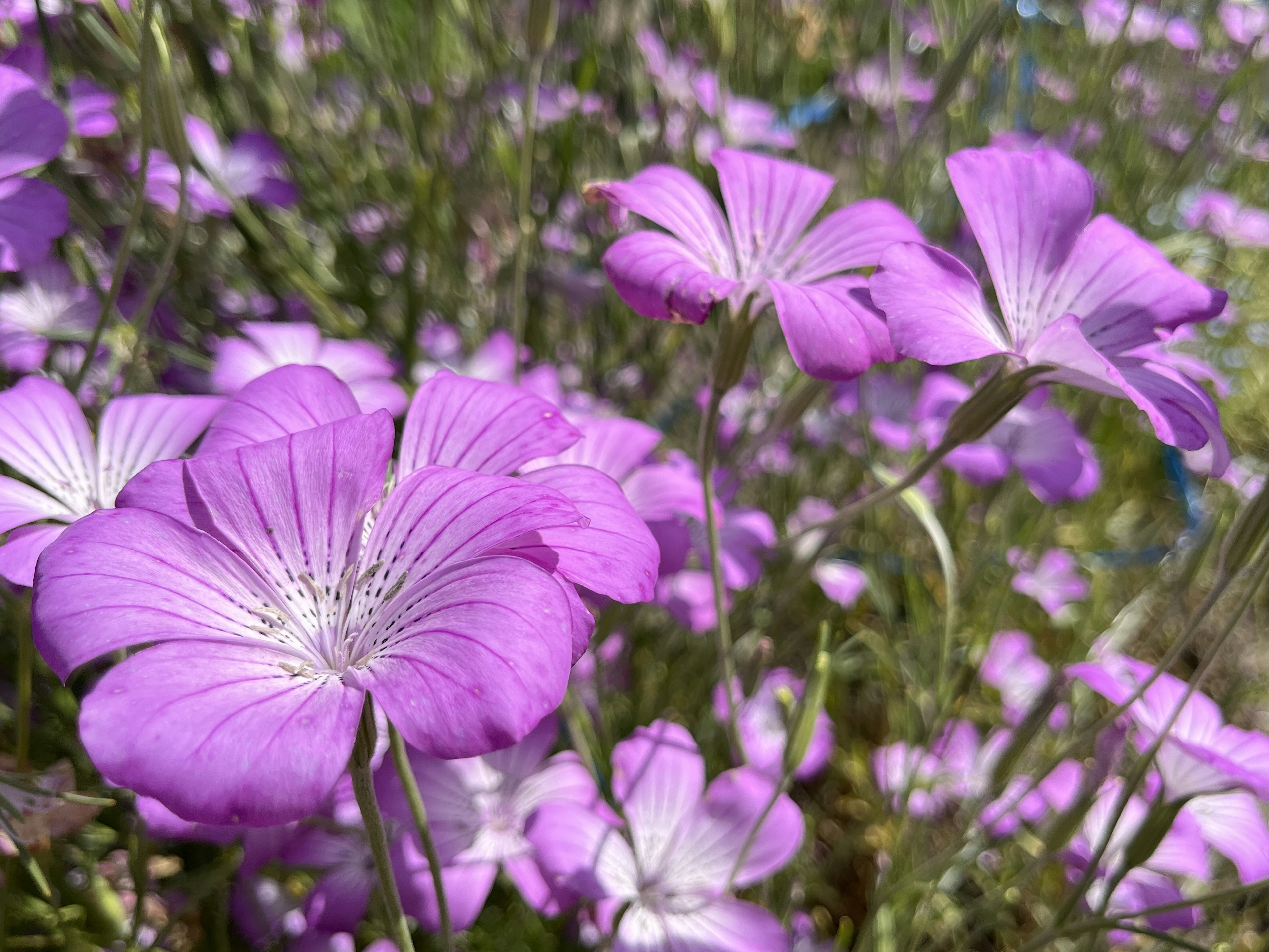 美しい紫色の花々が咲いている風景