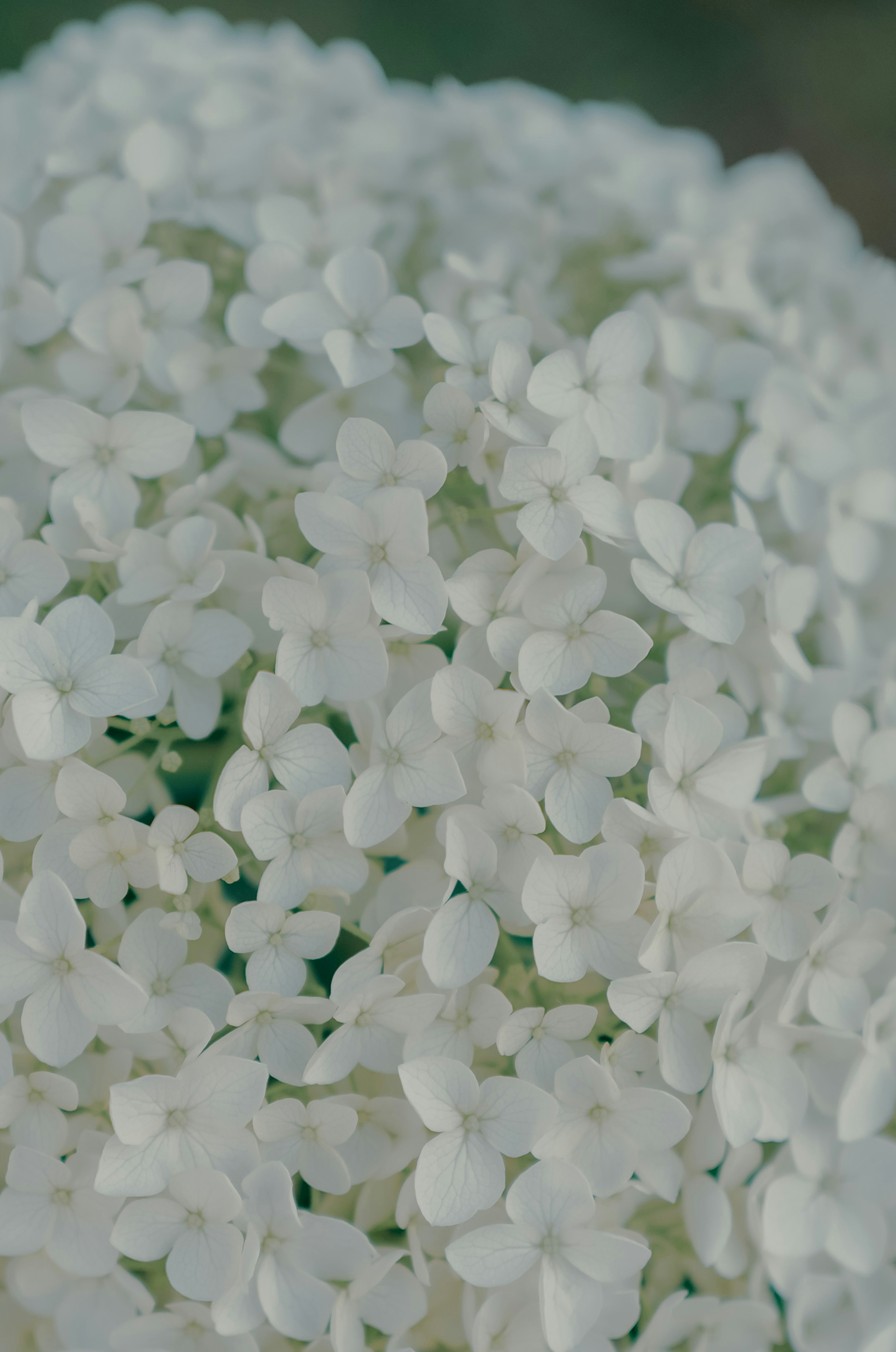 白い小さな花が密集した植物のクローズアップ