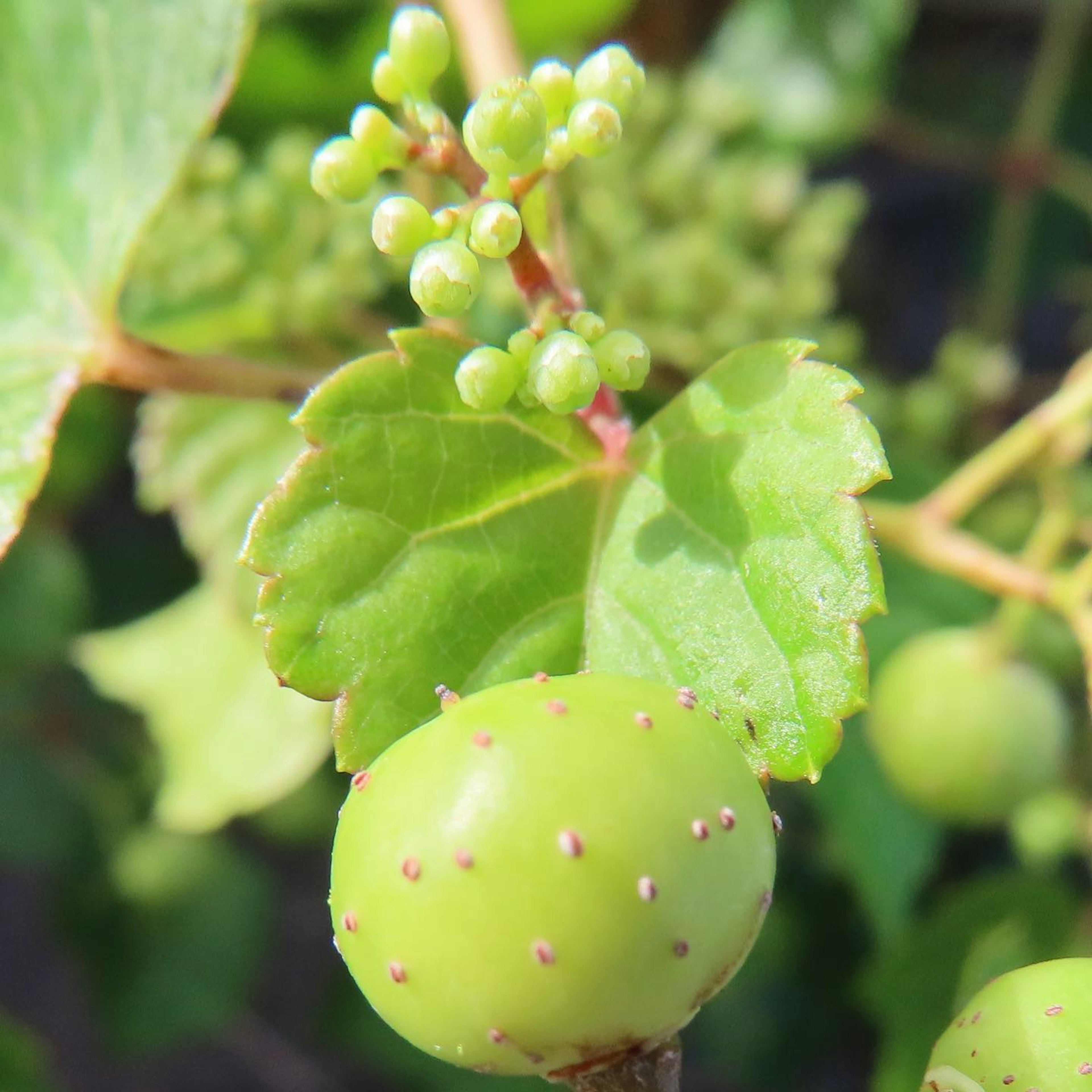 Close-up of green grape berries and leaves