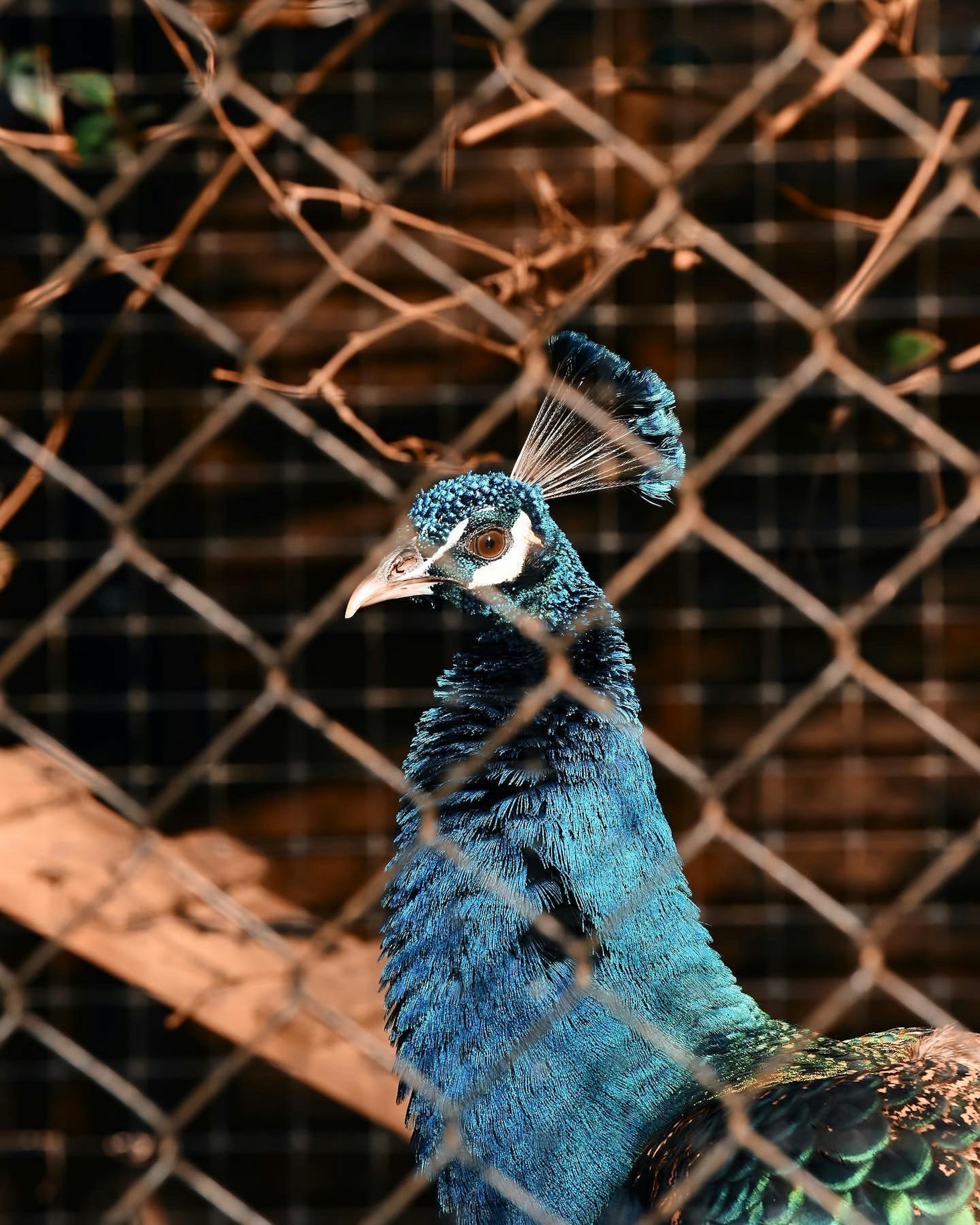 A beautiful blue peacock standing behind a wire fence