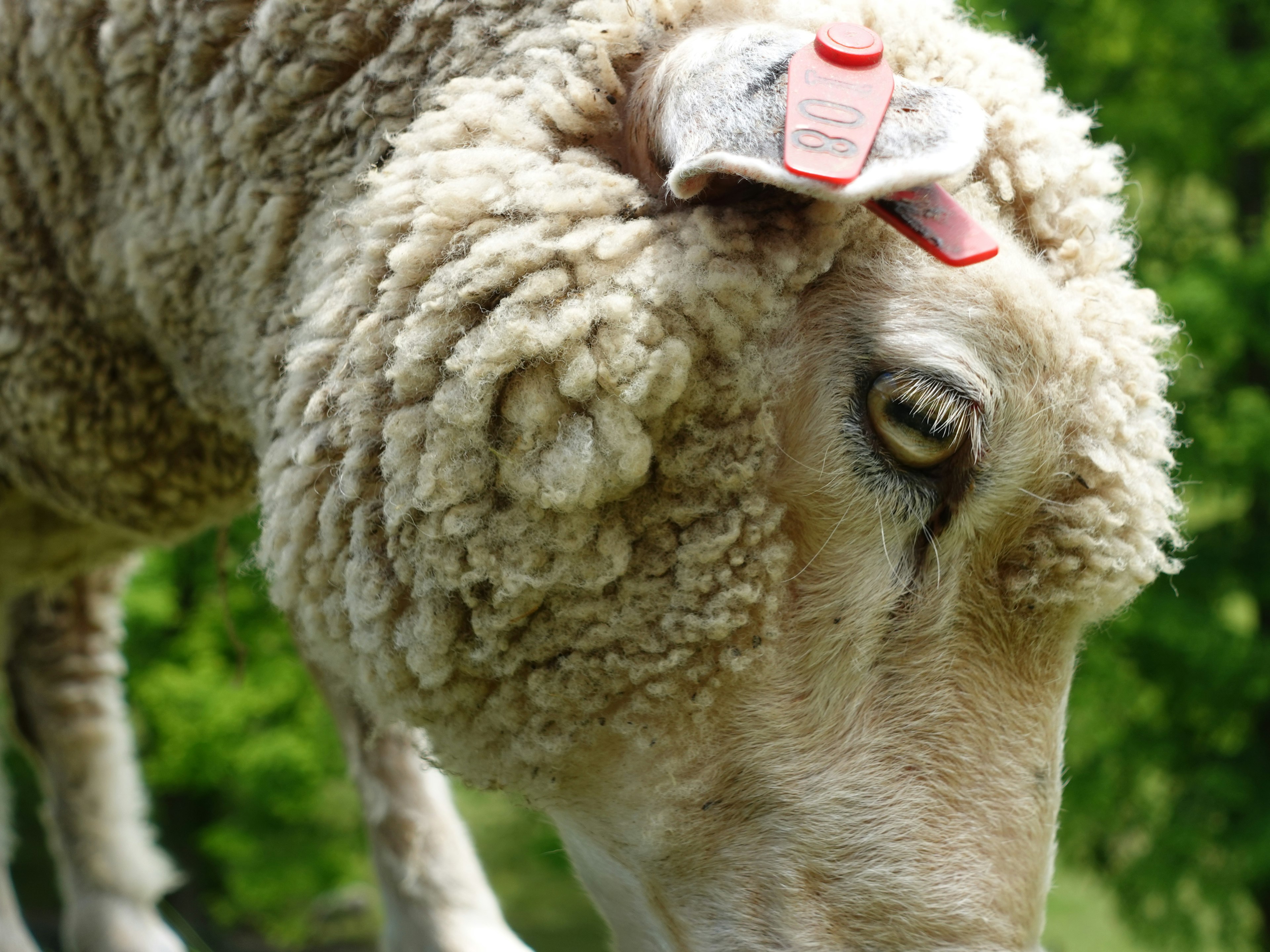 Nahaufnahme des Kopfes eines Schafes mit einem roten Etikett nahe dem Auge