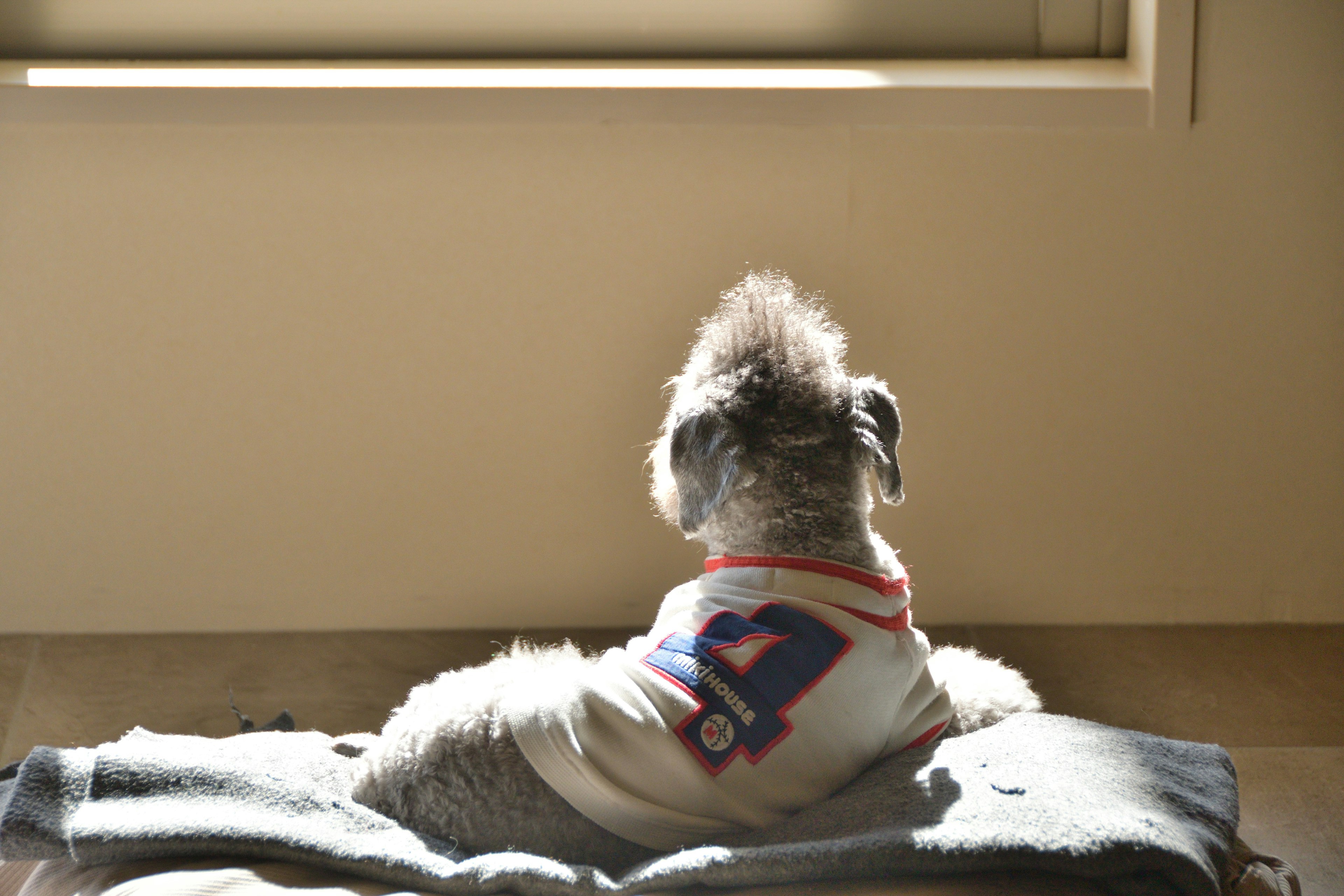 窓の近くで背を向けて座っている犬の後ろ姿 犬は白いシャツを着ており 数字の7が描かれている