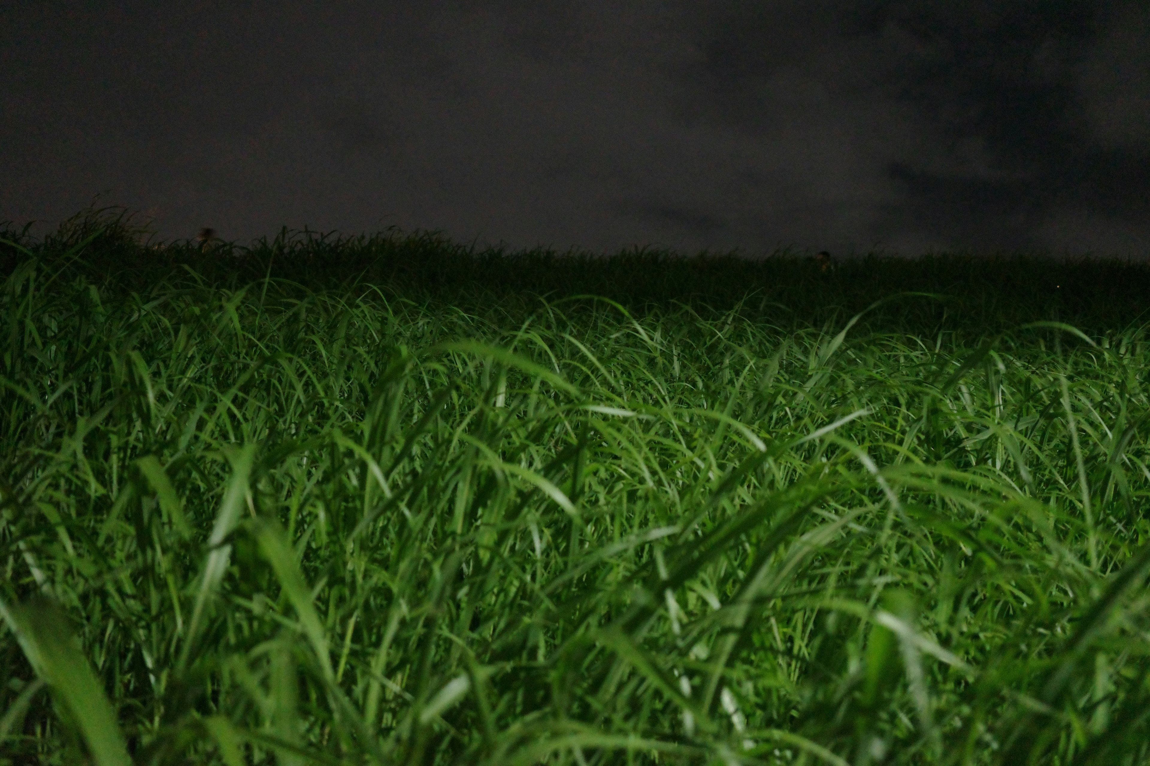 Erba verde lussureggiante in un campo di notte