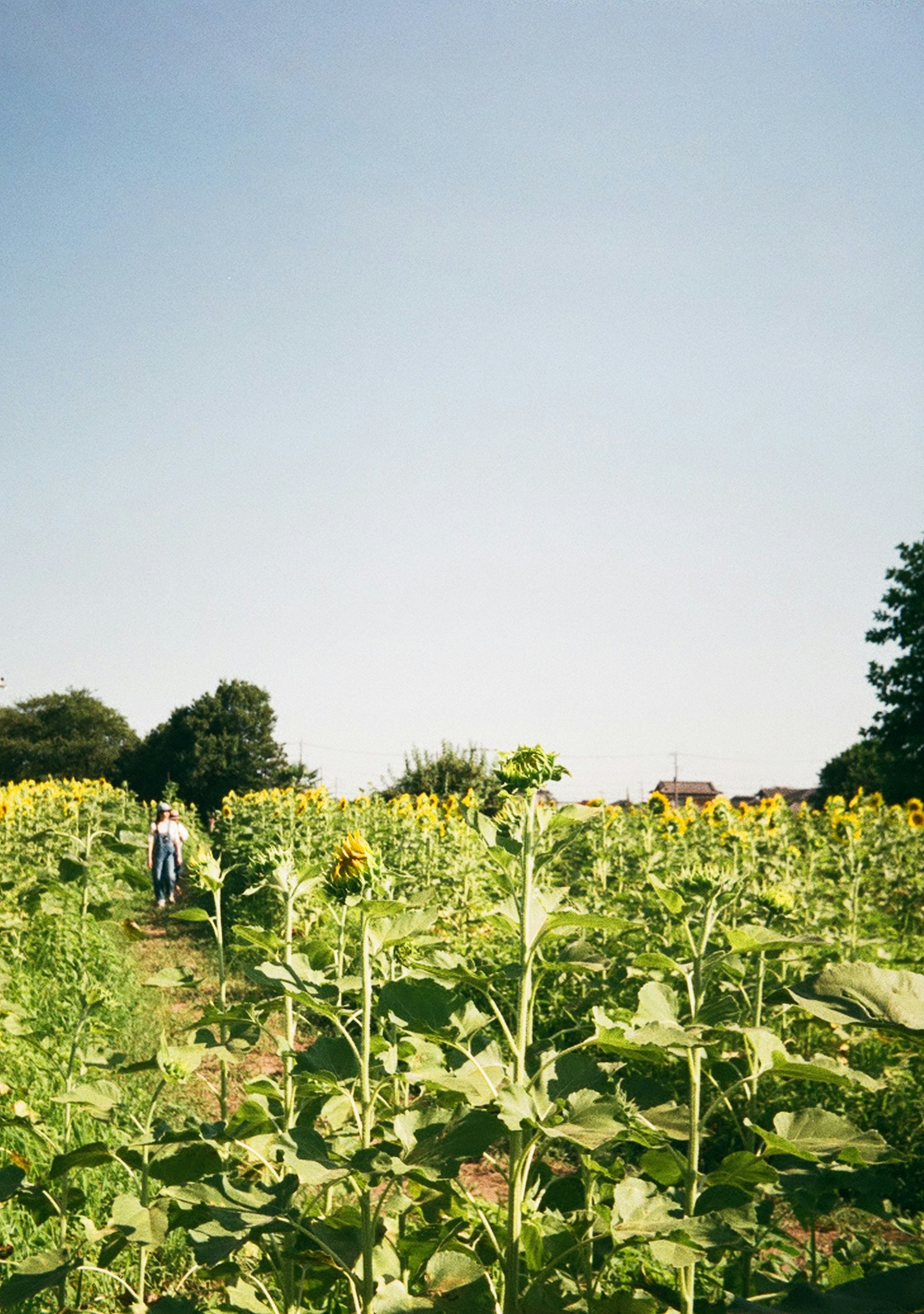 Un campo di girasoli sotto un cielo blu chiaro con persone che camminano