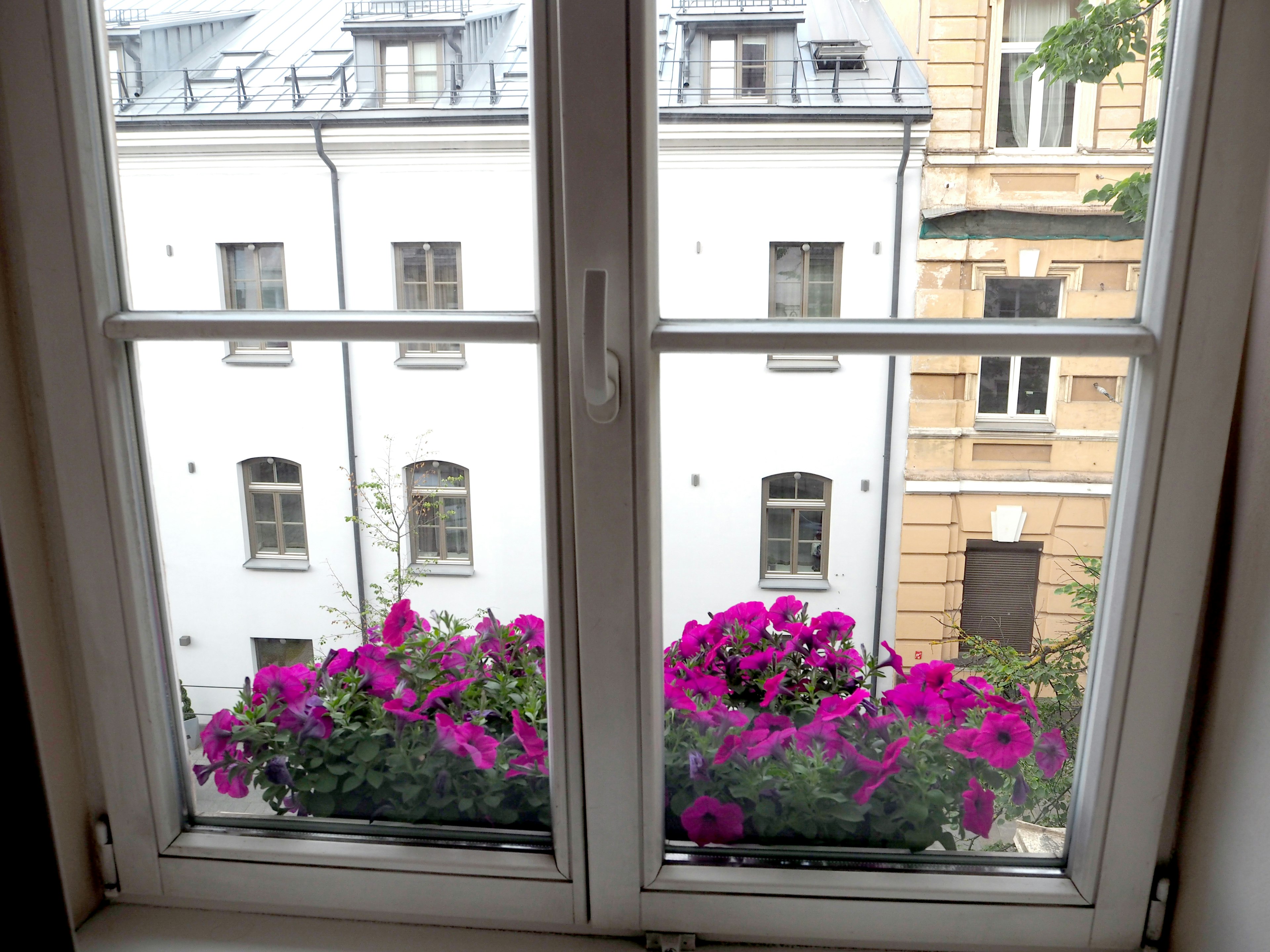 Vista de flores moradas en una maceta desde una ventana con edificios blancos al fondo