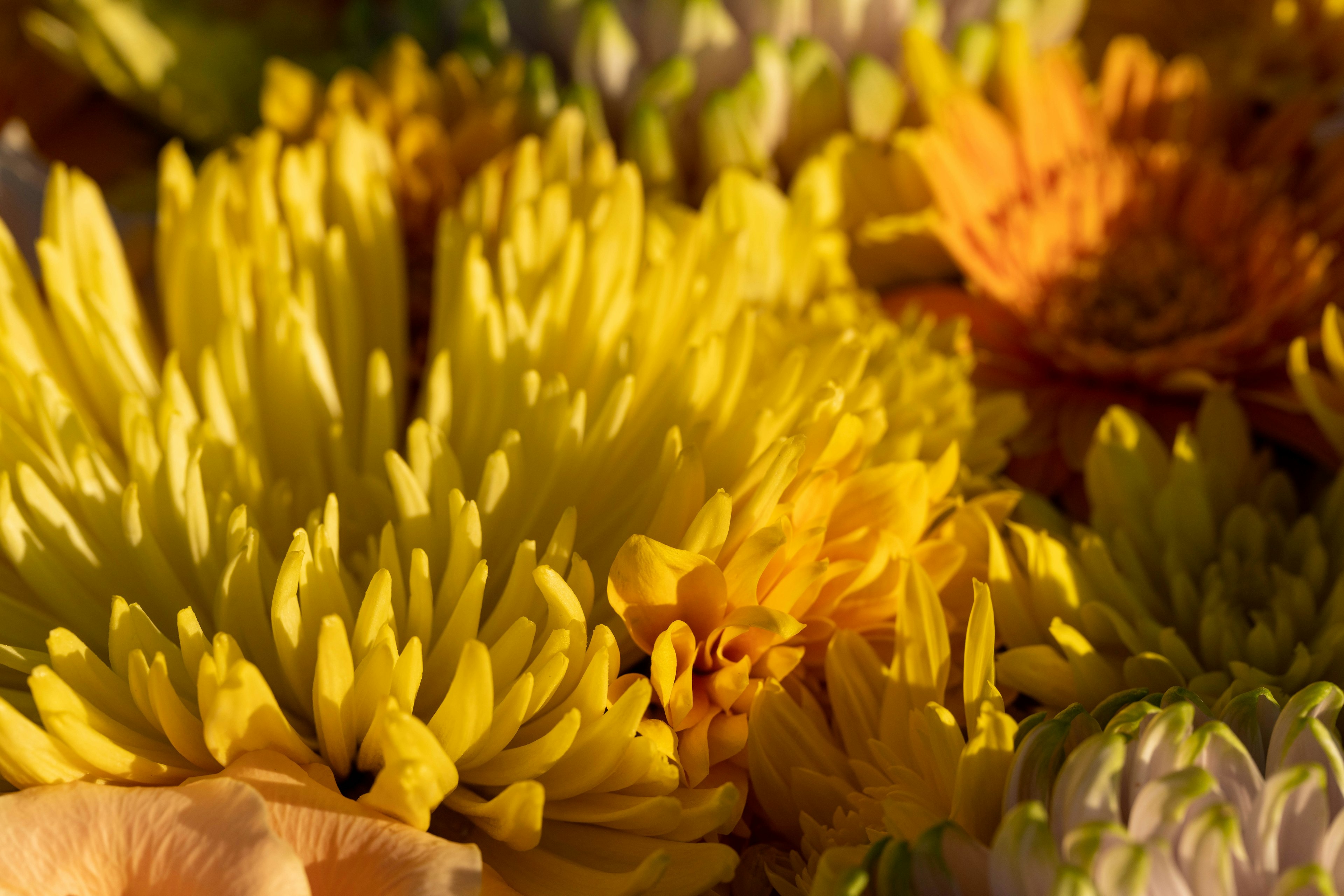 Ein lebhaftes Bouquet aus gelben und orangefarbenen Blumen, dicht gepackt