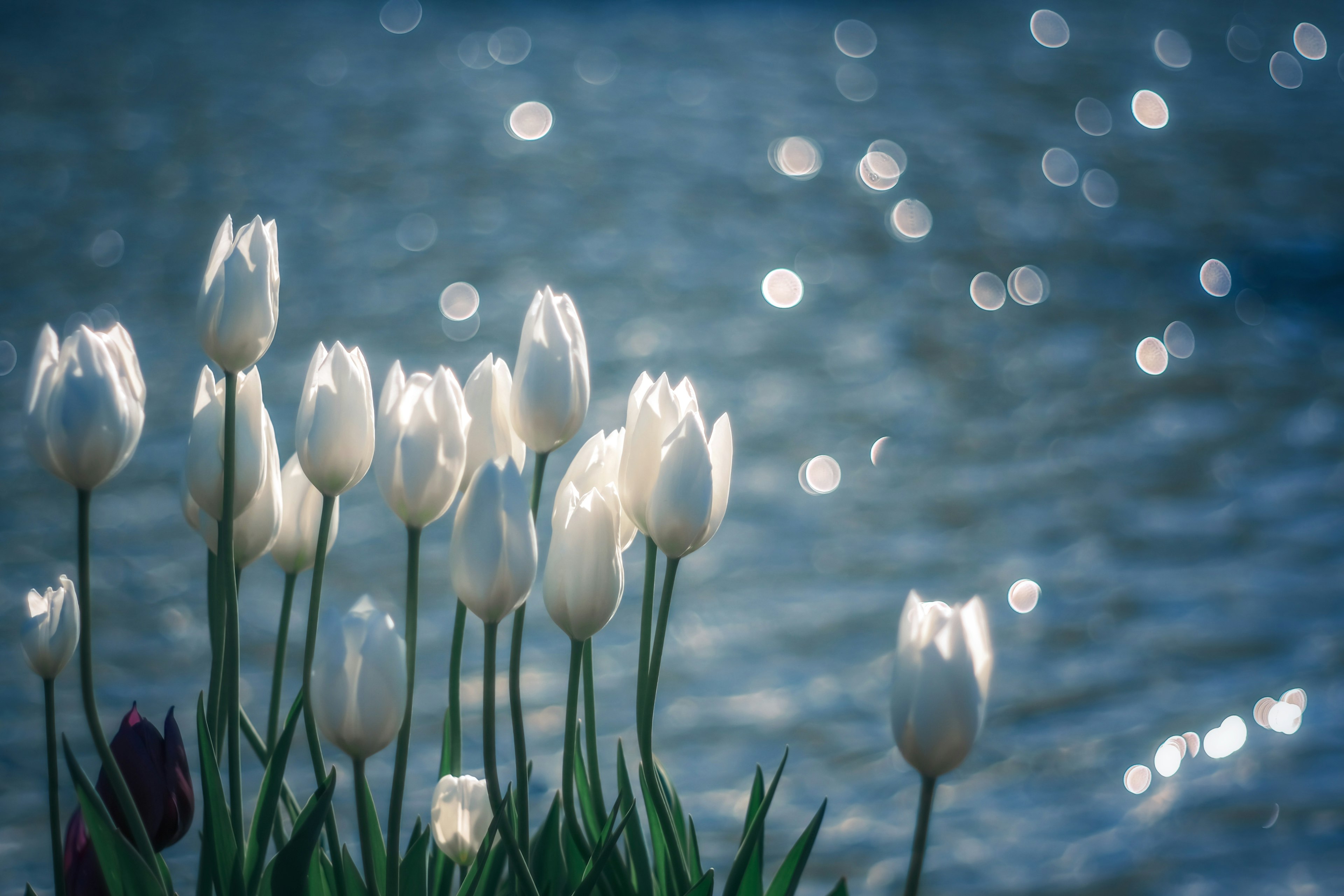 Ein Cluster weißer Tulpen vor einer schimmernden blauen Wasseroberfläche