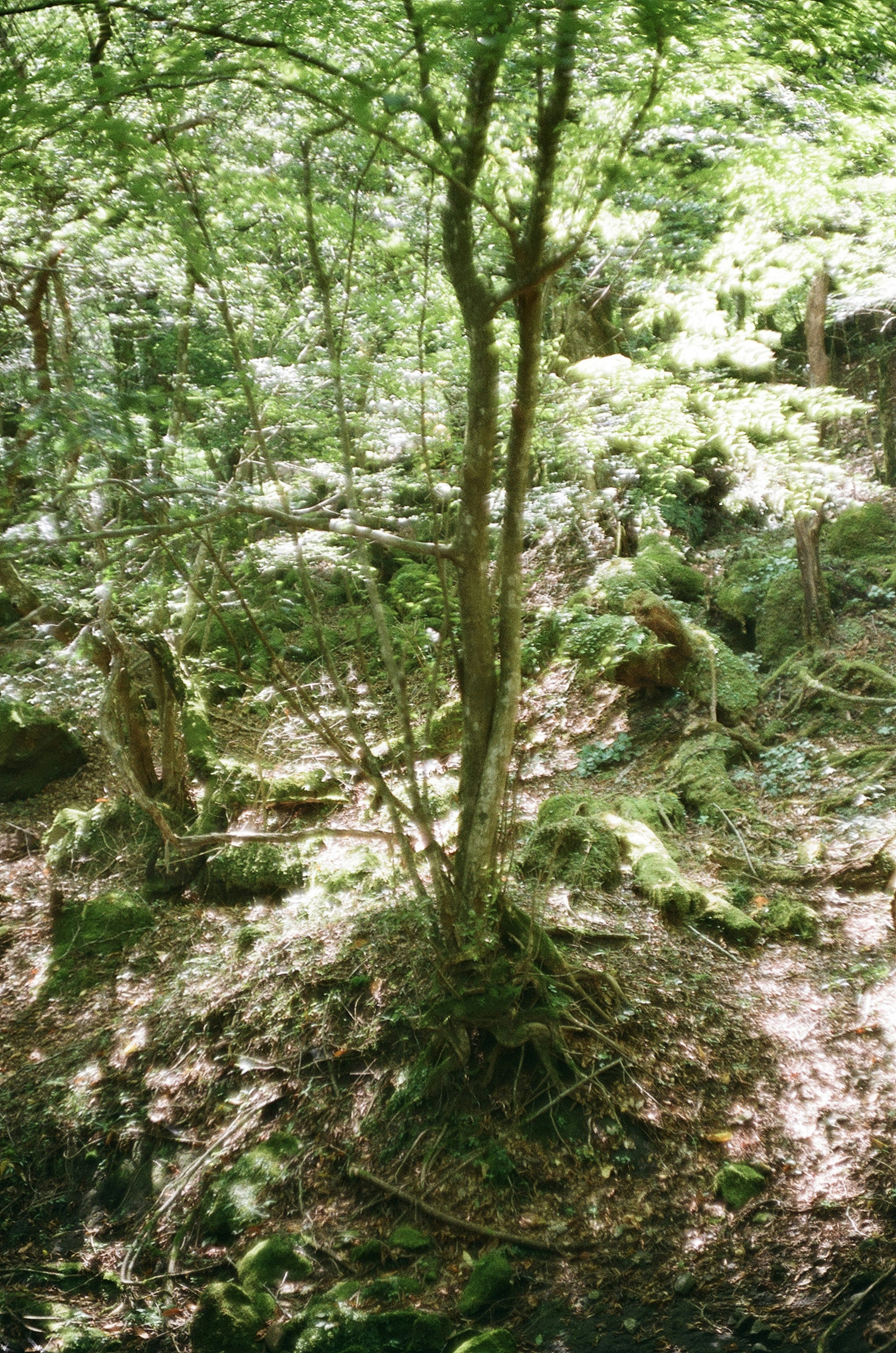 Una foto di un albero che si erge in una foresta verdeggiante con terreno coperto di muschio