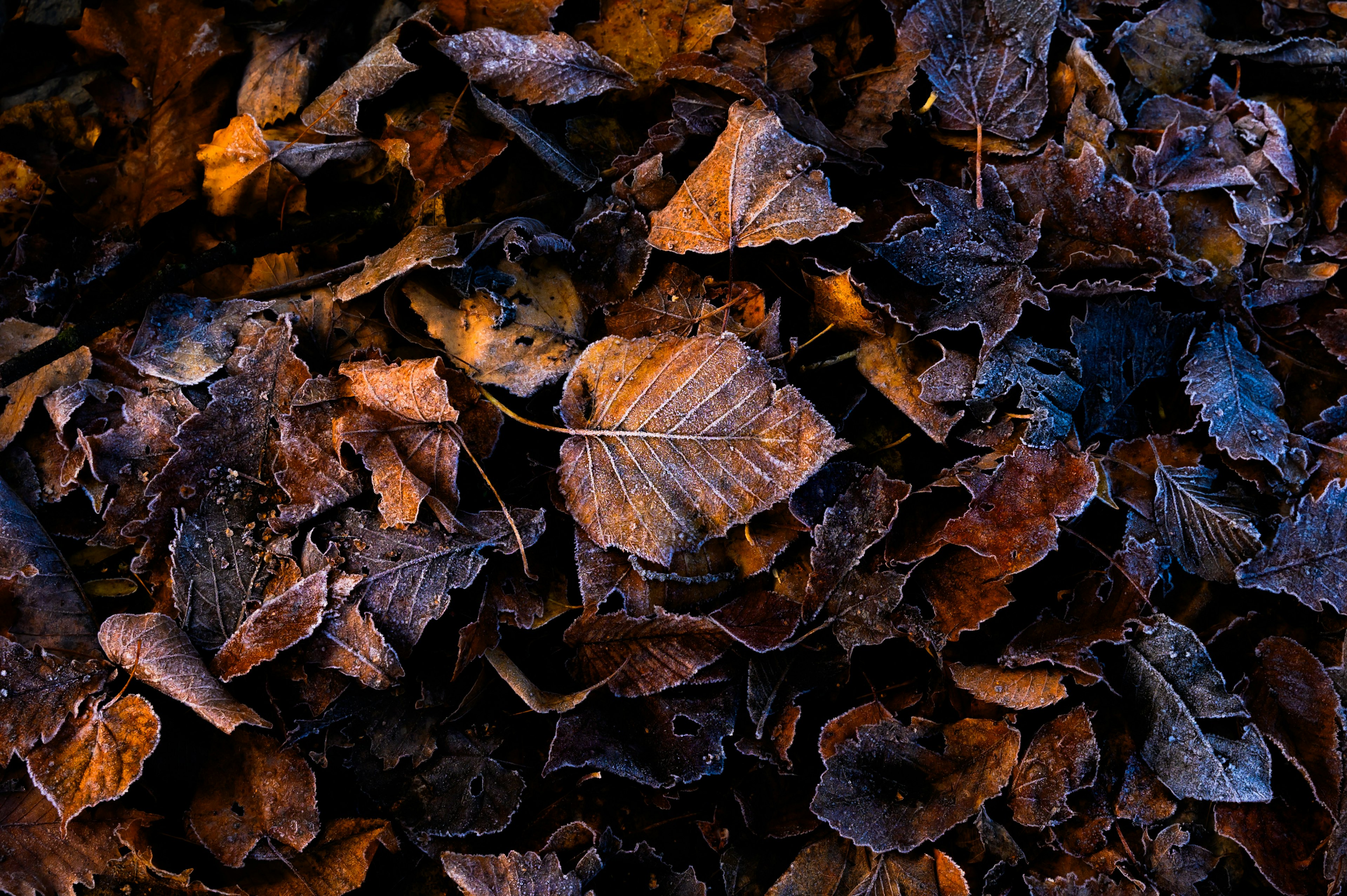 Frost-covered brown leaves scattered on the ground