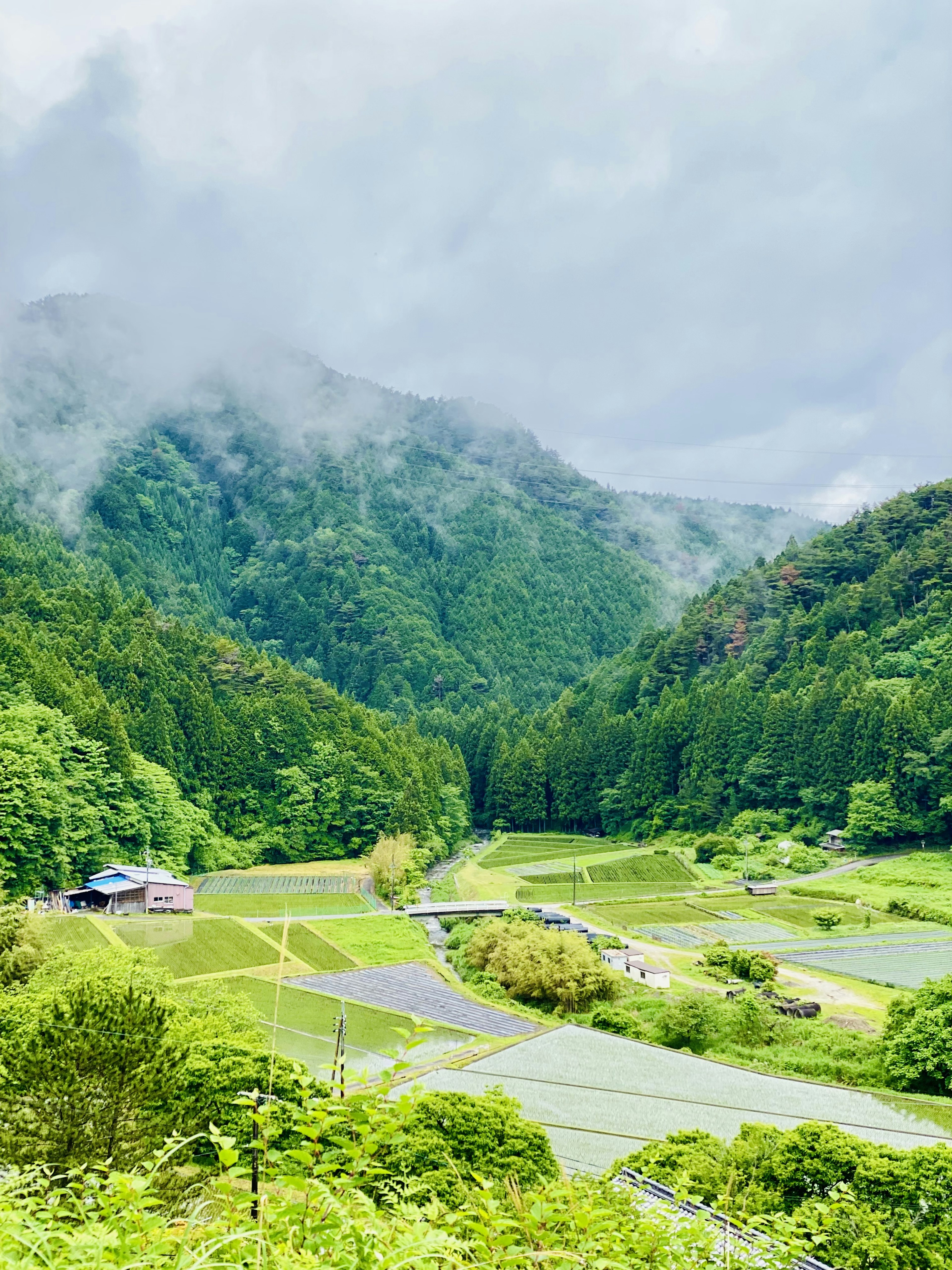 Pemandangan pedesaan Jepang dengan pegunungan hijau dan ladang