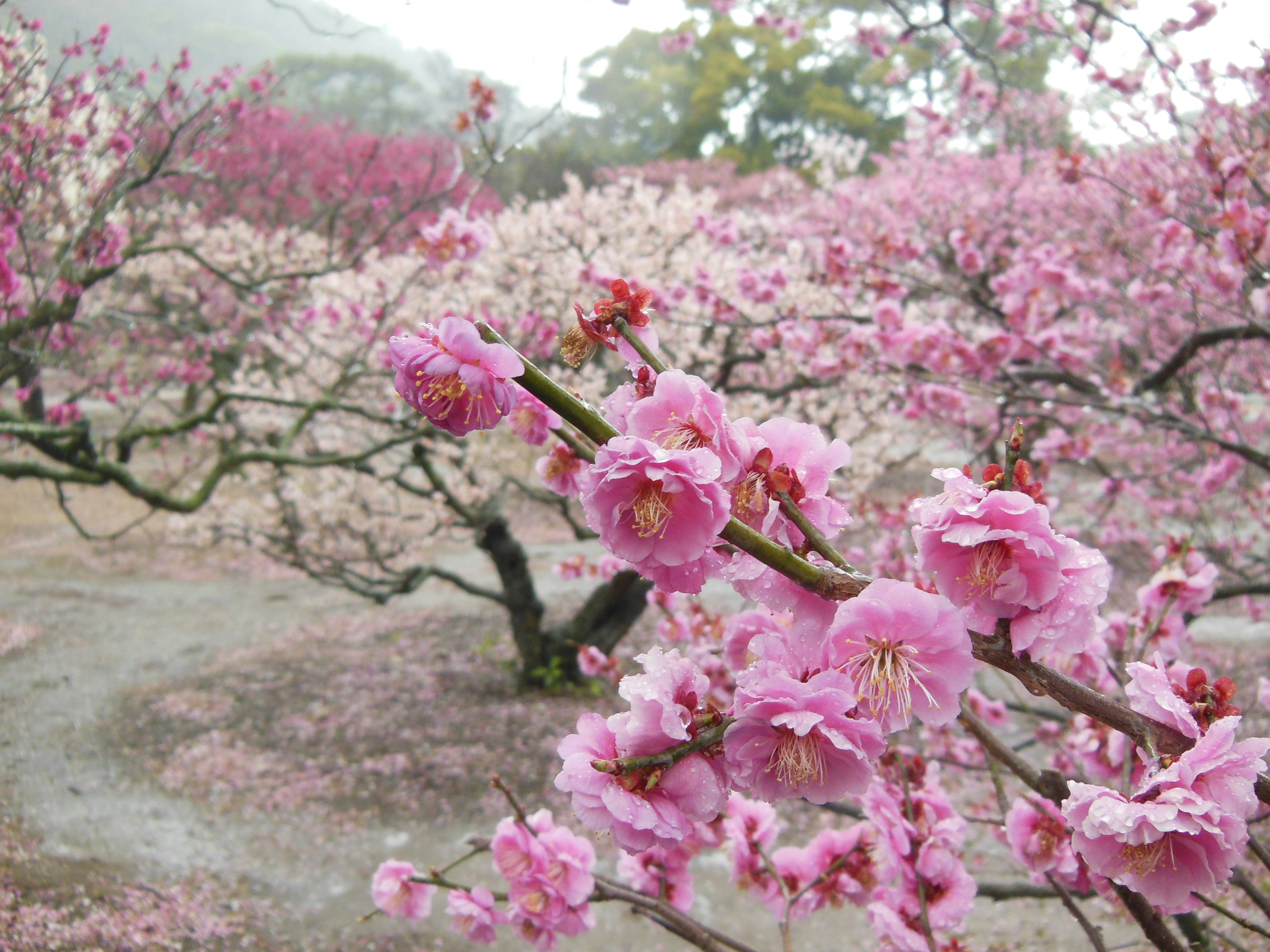 桜の花が咲く風景で、ピンク色の花が咲いている枝が近くにあり、背景には満開の桜の木が見える