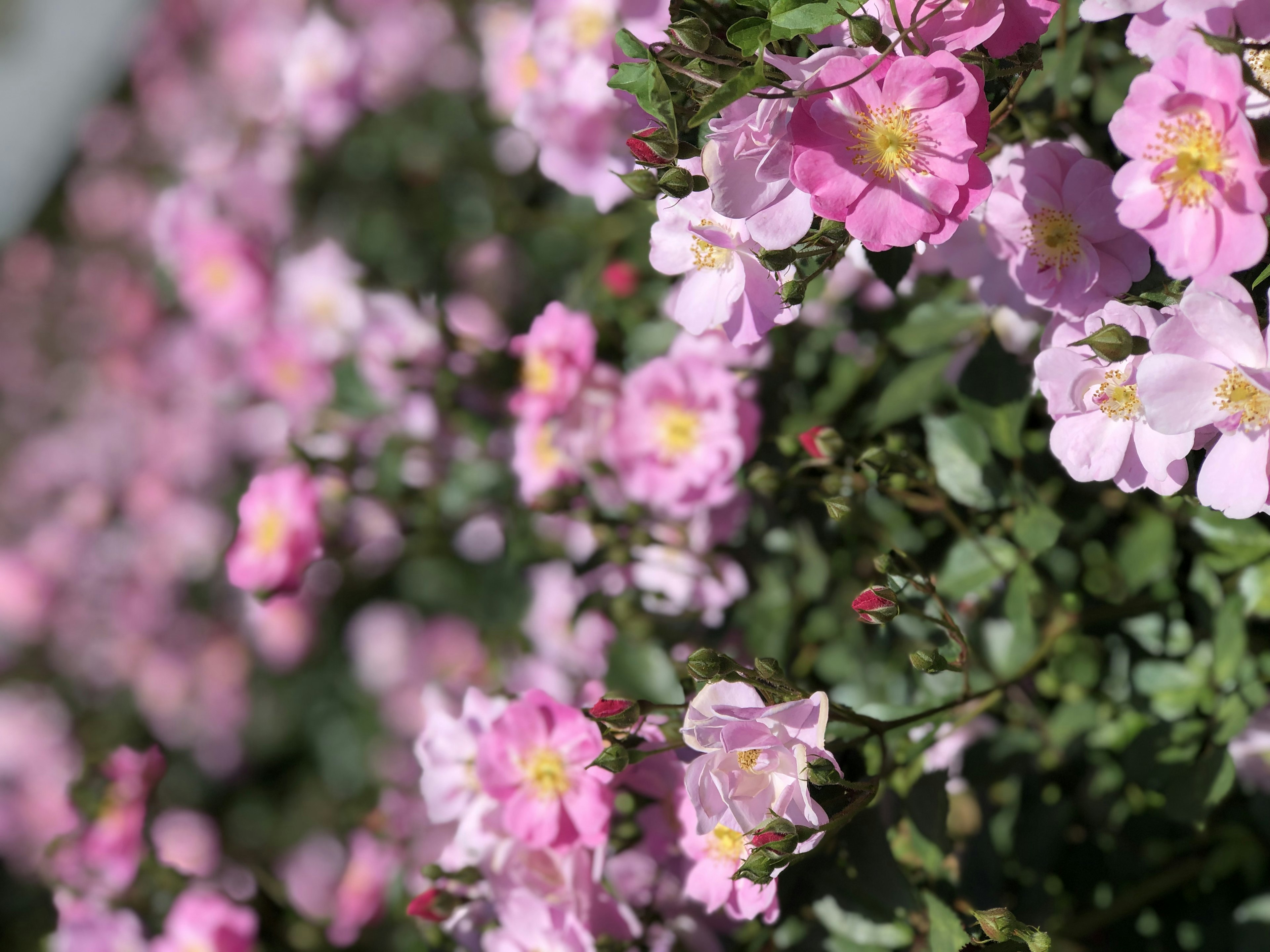 A bush of soft pink flowers surrounded by green leaves