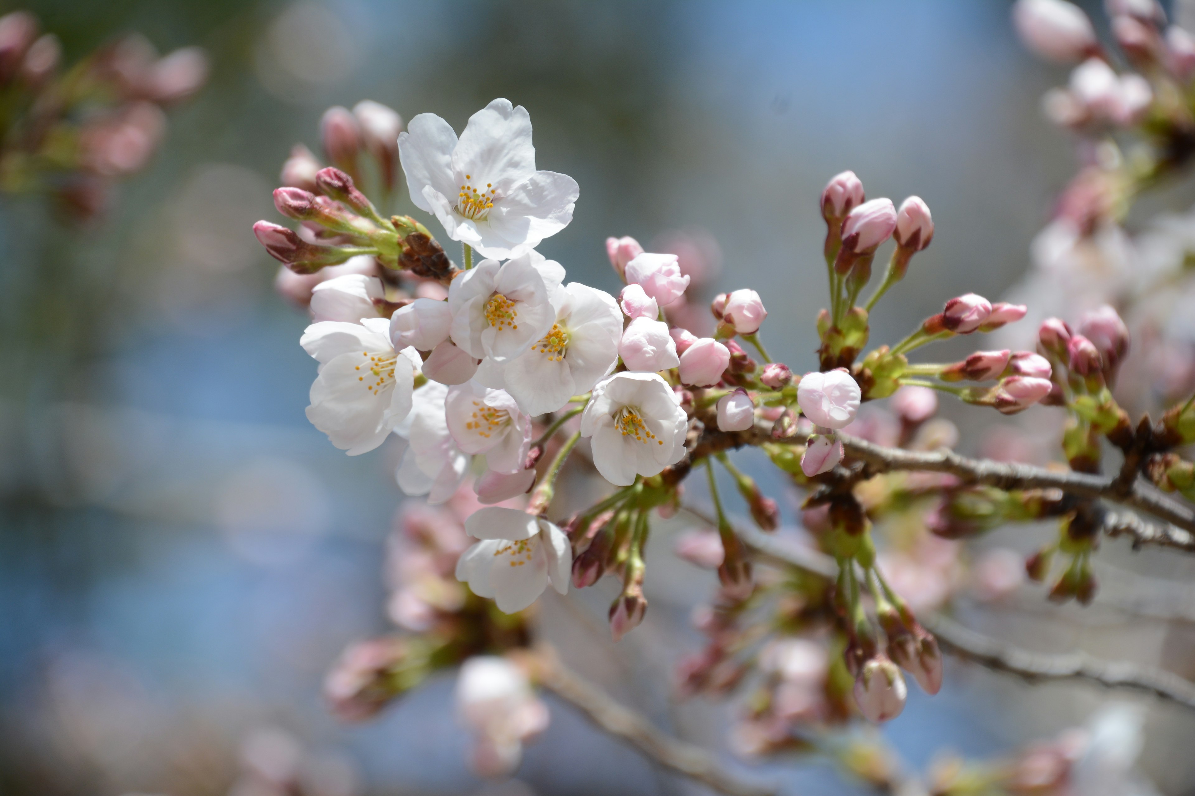 Close-up of cherry blossom flowers on a branch