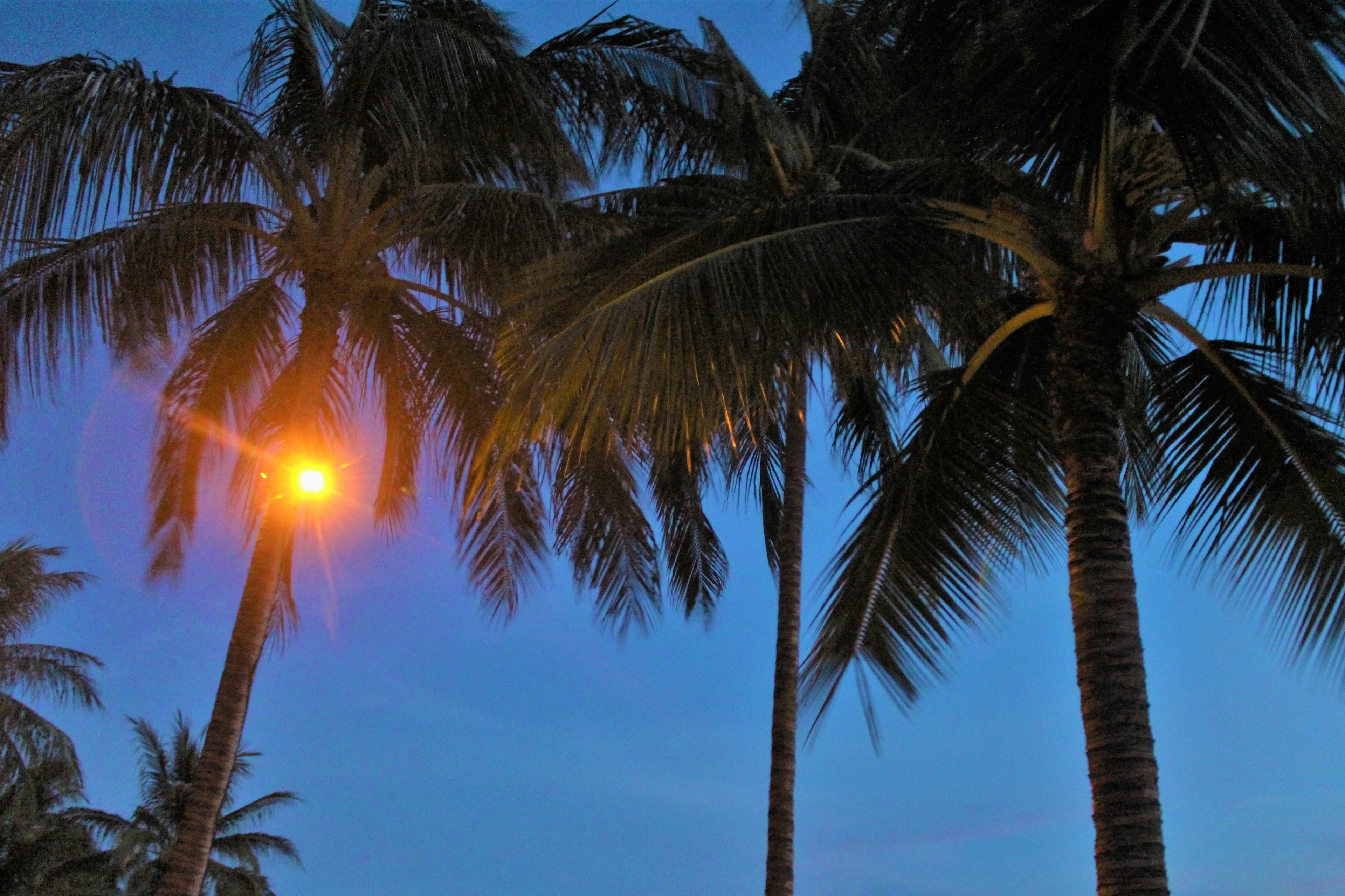 Palm trees silhouetted against a twilight sky with a streetlight